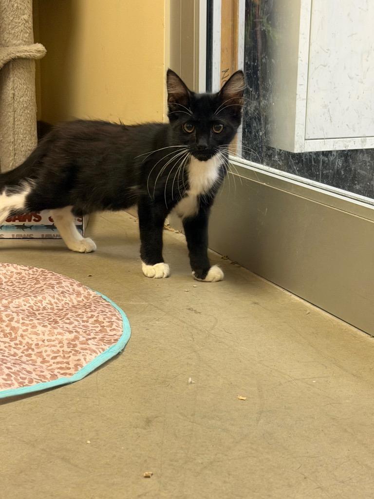 Enlarge Catalina, a Adoptable mixed breed in Fort Oglethorpe, GA image 4/4