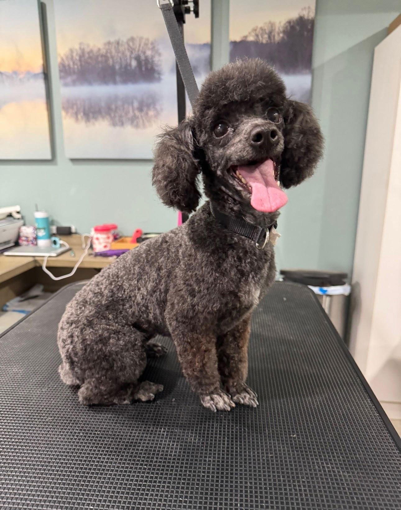 Enlarge Dixie 2025, a Adopted Poodle in Chesapeake, VA image 1/3