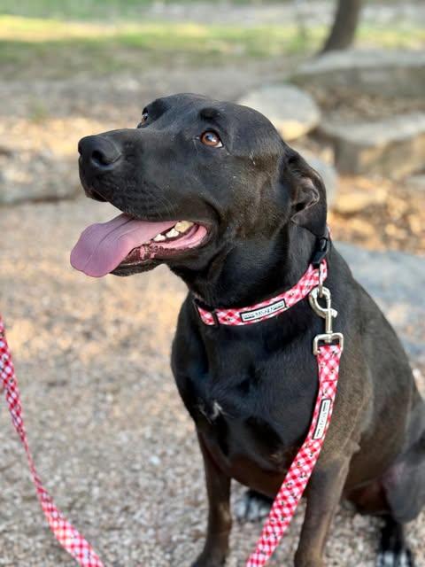 Enlarge Zoe, a Adoptable mixed breed in Bayonne, NJ image 5/6