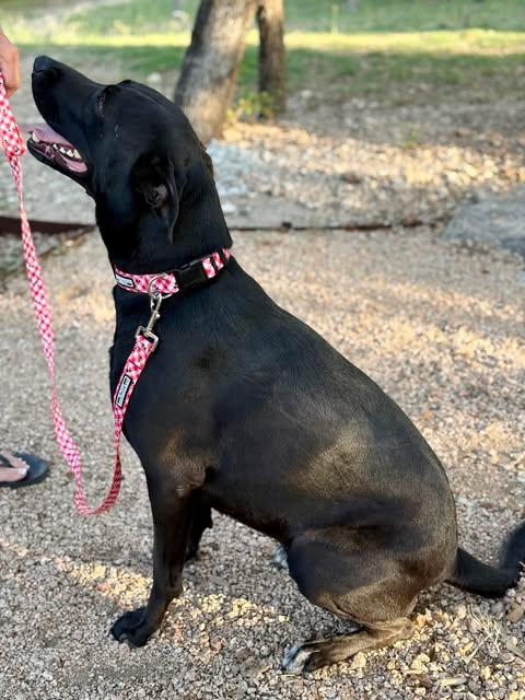 Enlarge Zoe, a Adoptable mixed breed in Bayonne, NJ image 4/6