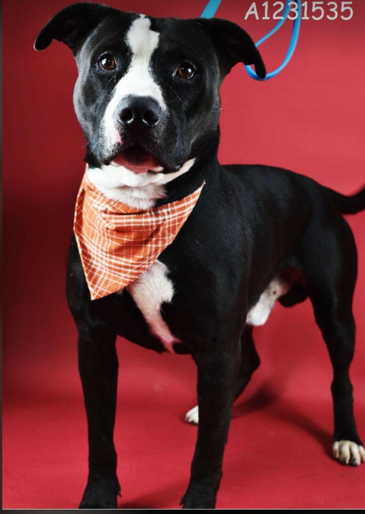 Sully, Adoptable, Adult Male Pit Bull Terrier.