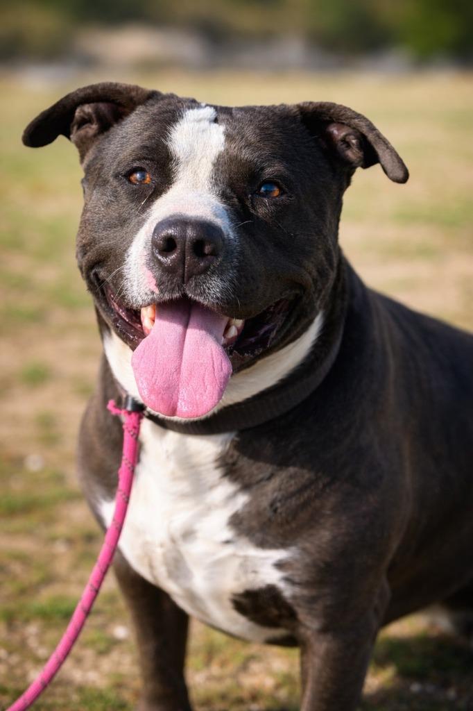 Enlarge Sully, a Adoptable Pit Bull Terrier in Tehachapi, CA image 2/4