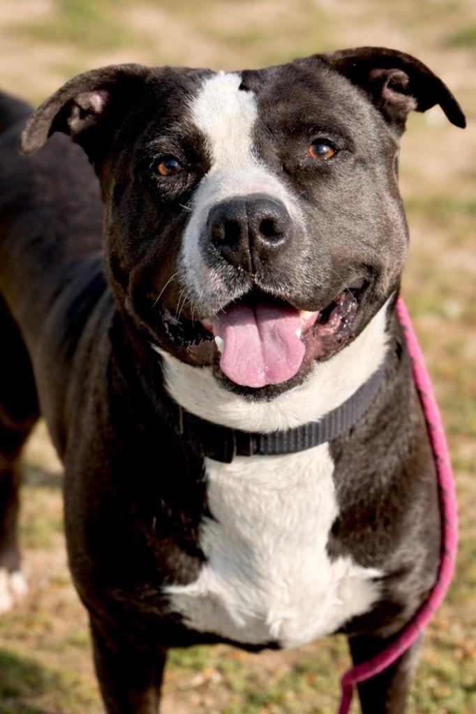 Enlarge Sully, a Adoptable Pit Bull Terrier in Tehachapi, CA image 4/4