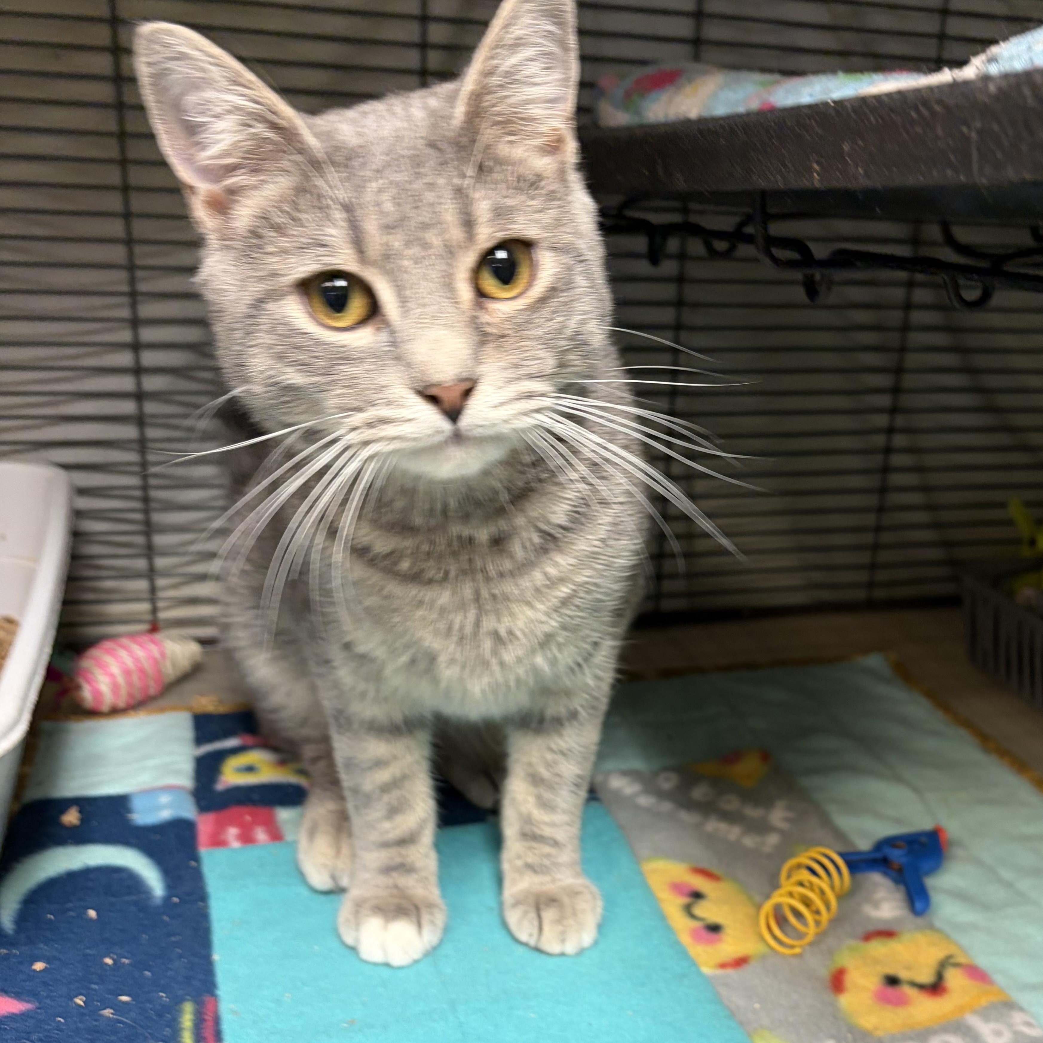 Tyrus, Adoptable, Young Male Domestic Short Hair.