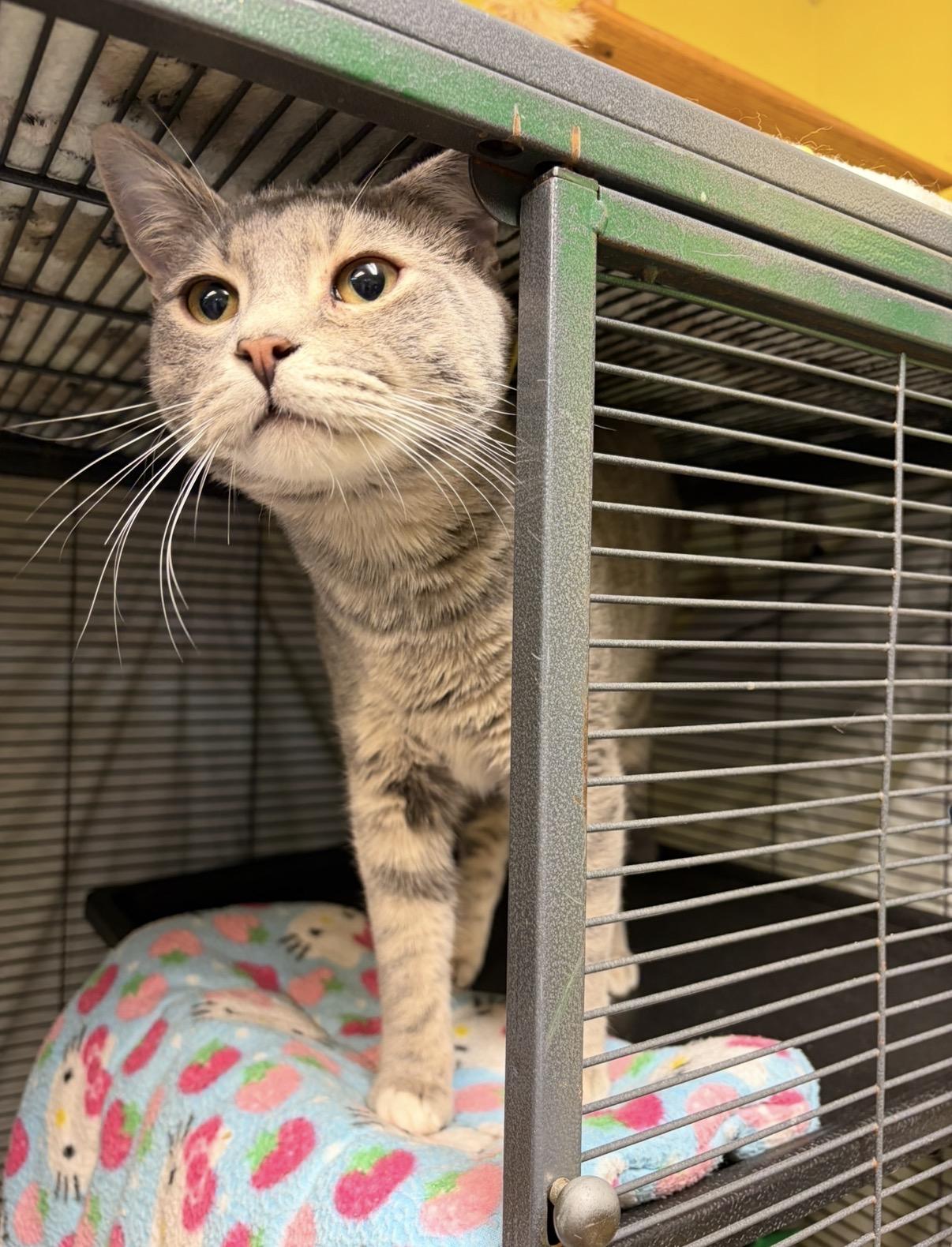 Enlarge Tyrus, a Adoptable Domestic Short Hair in Cortland, NY image 3/3
