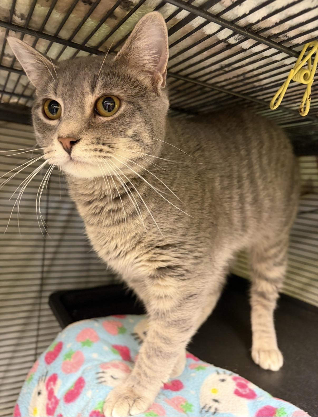 Enlarge Tyrus, a Adoptable Domestic Short Hair in Cortland, NY image 1/3