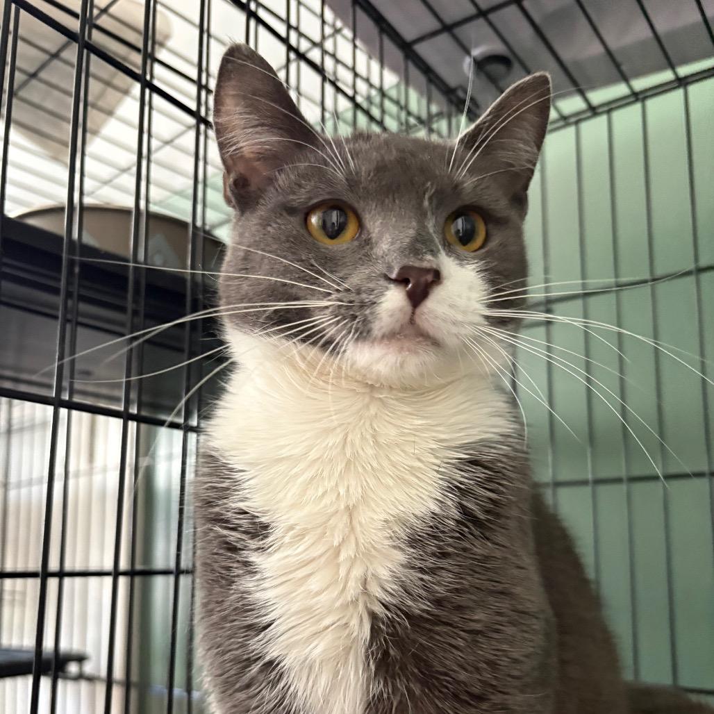 Enlarge Gwen, a Adoptable Domestic Short Hair in Johnstown, PA image 1/4