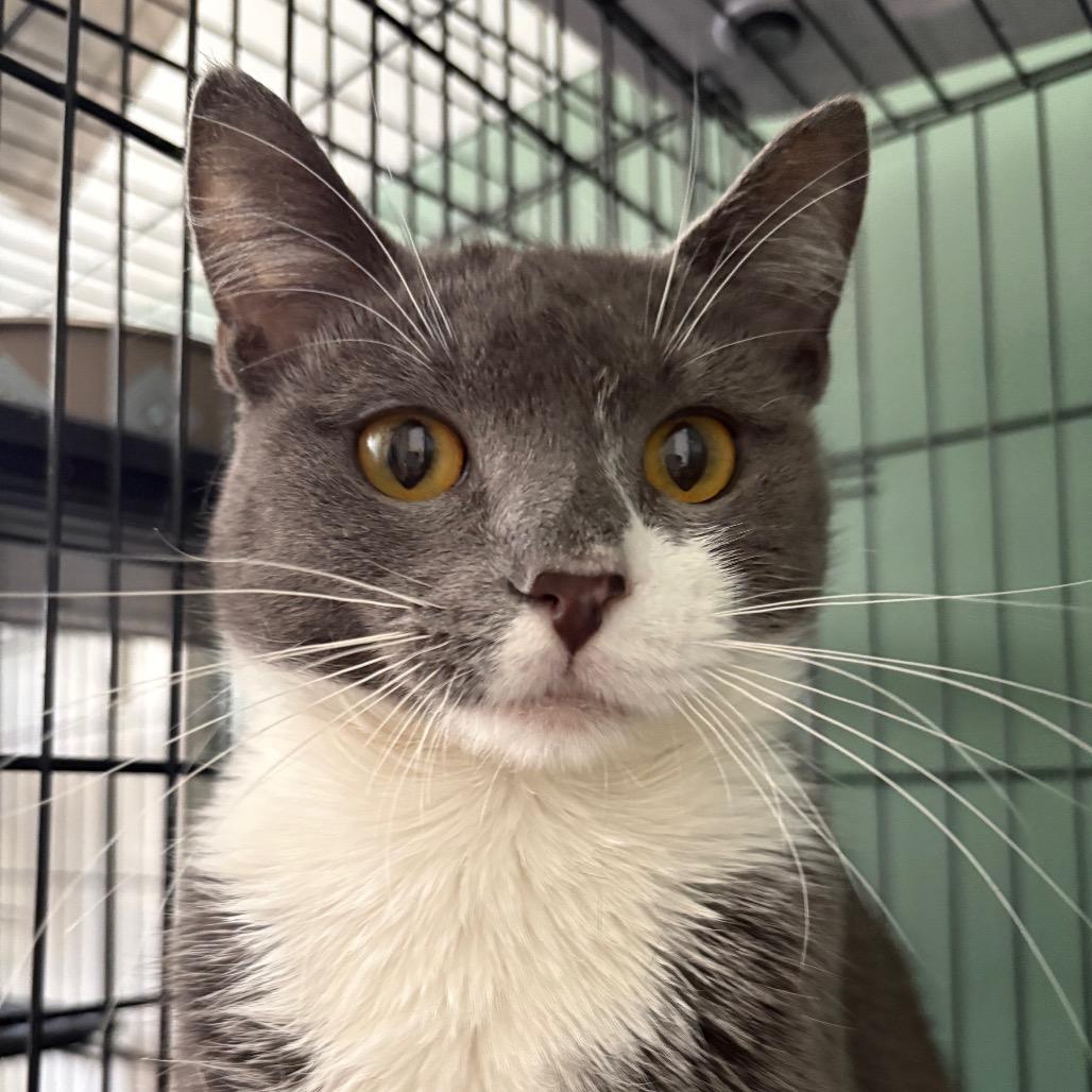 Enlarge Gwen, a Adoptable Domestic Short Hair in Johnstown, PA image 2/4