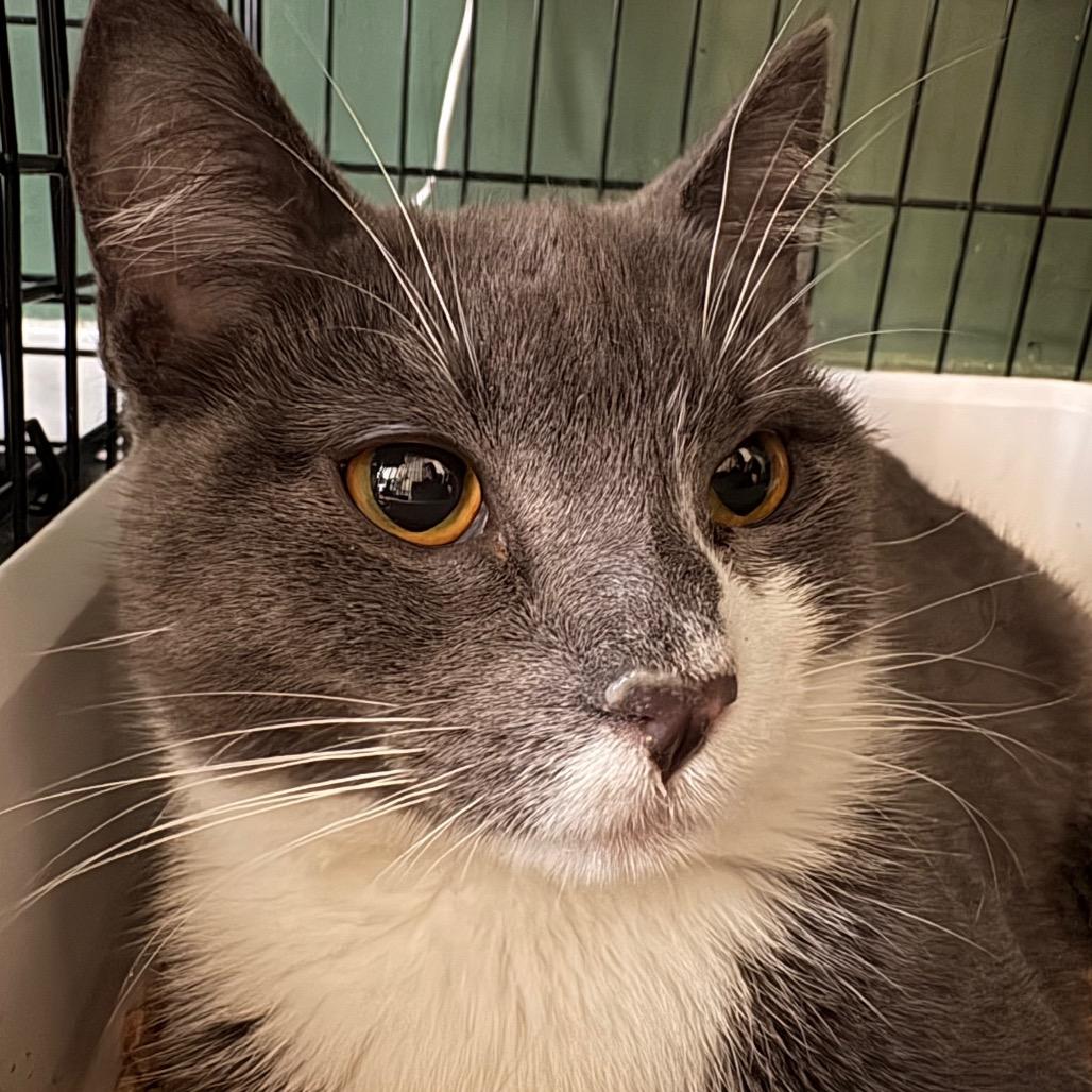 Gwen, Adoptable, Young Female Domestic Short Hair.