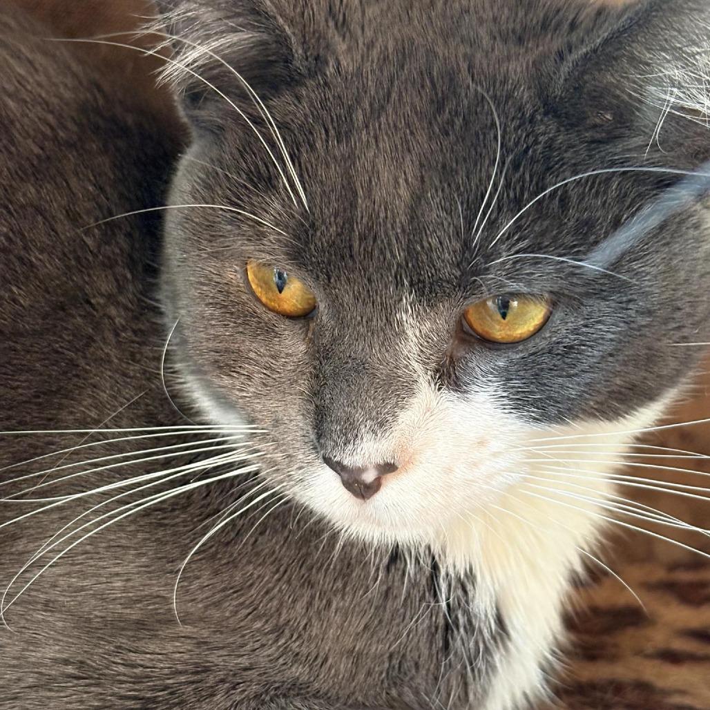 Gwen, a Adoptable Domestic Short Hair in Johnstown, PA image 2/2