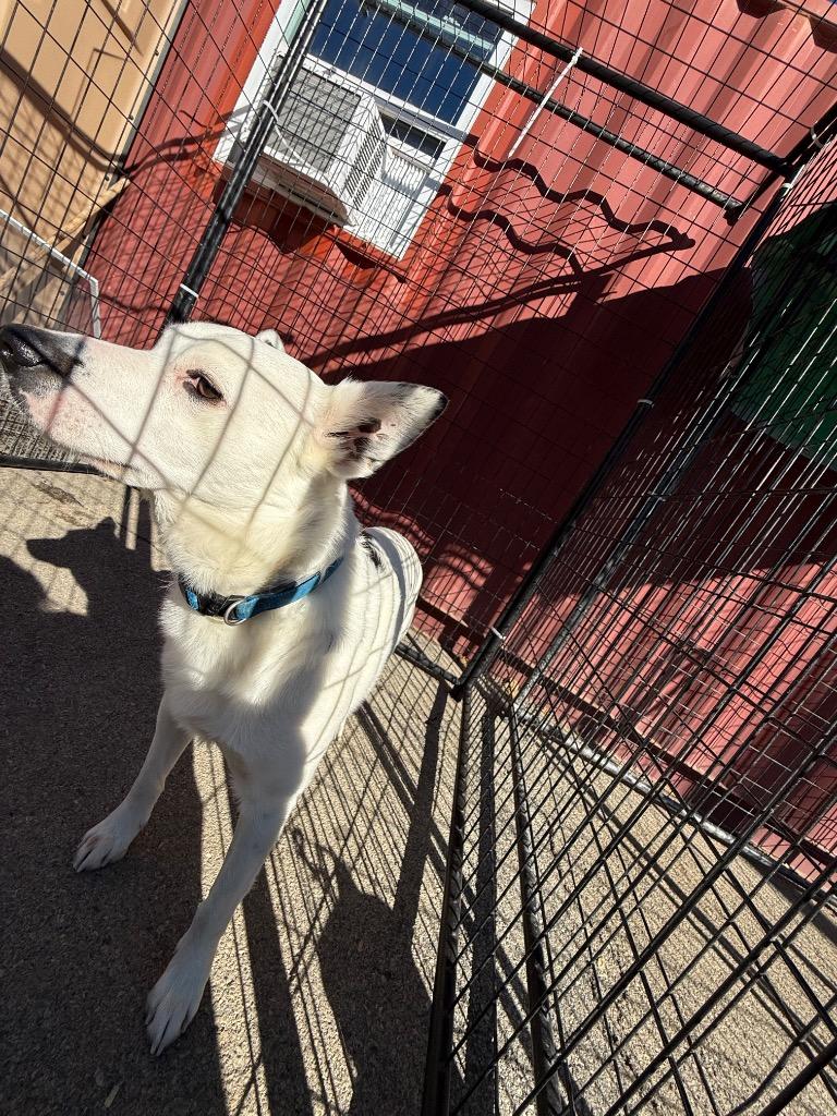 Enlarge Puddin', a Adoptable Australian Cattle Dog / Blue Heeler in Erwin, TN image 1/1