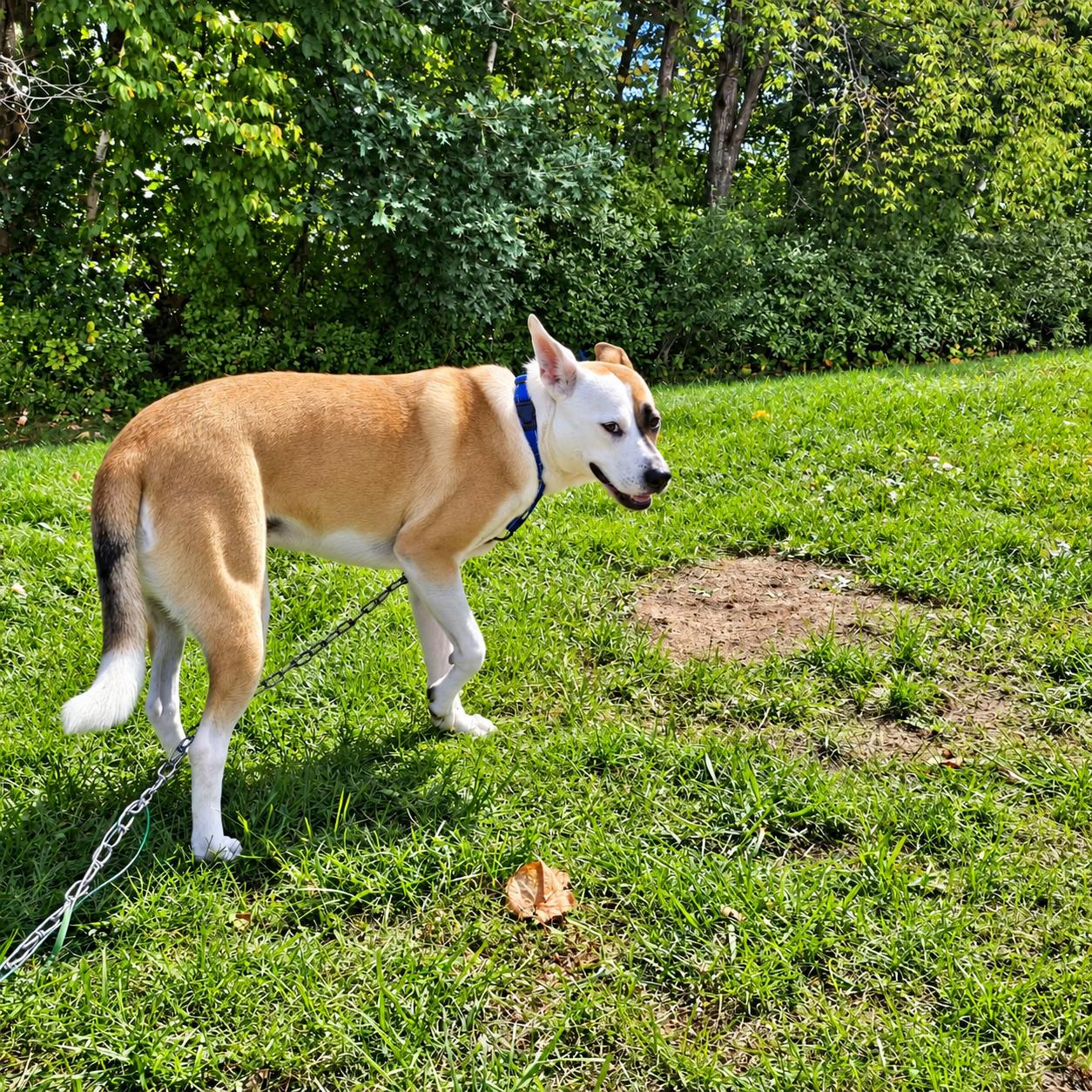Enlarge Molly, a Adoptable mixed breed in Grand Rapids, MI image 3/3