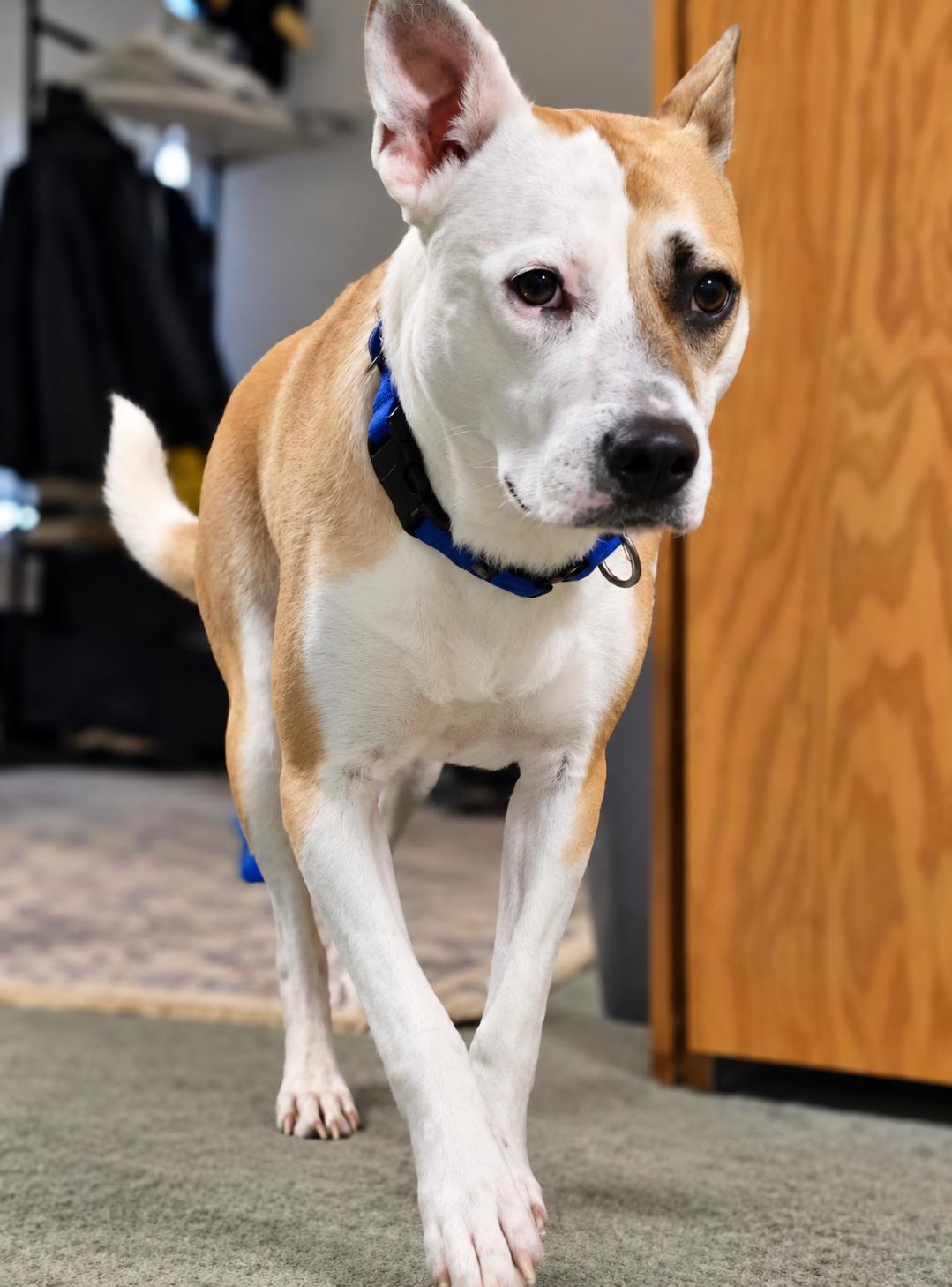 Molly, Adoptable, Young Female Akita.