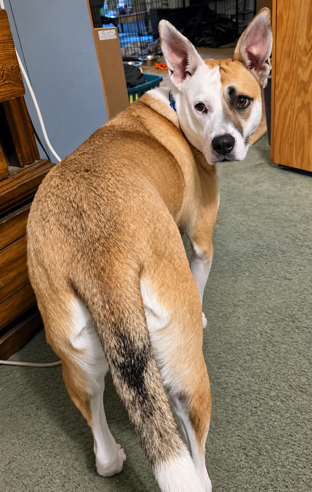 Enlarge Molly, a Adoptable mixed breed in Grand Rapids, MI image 2/3