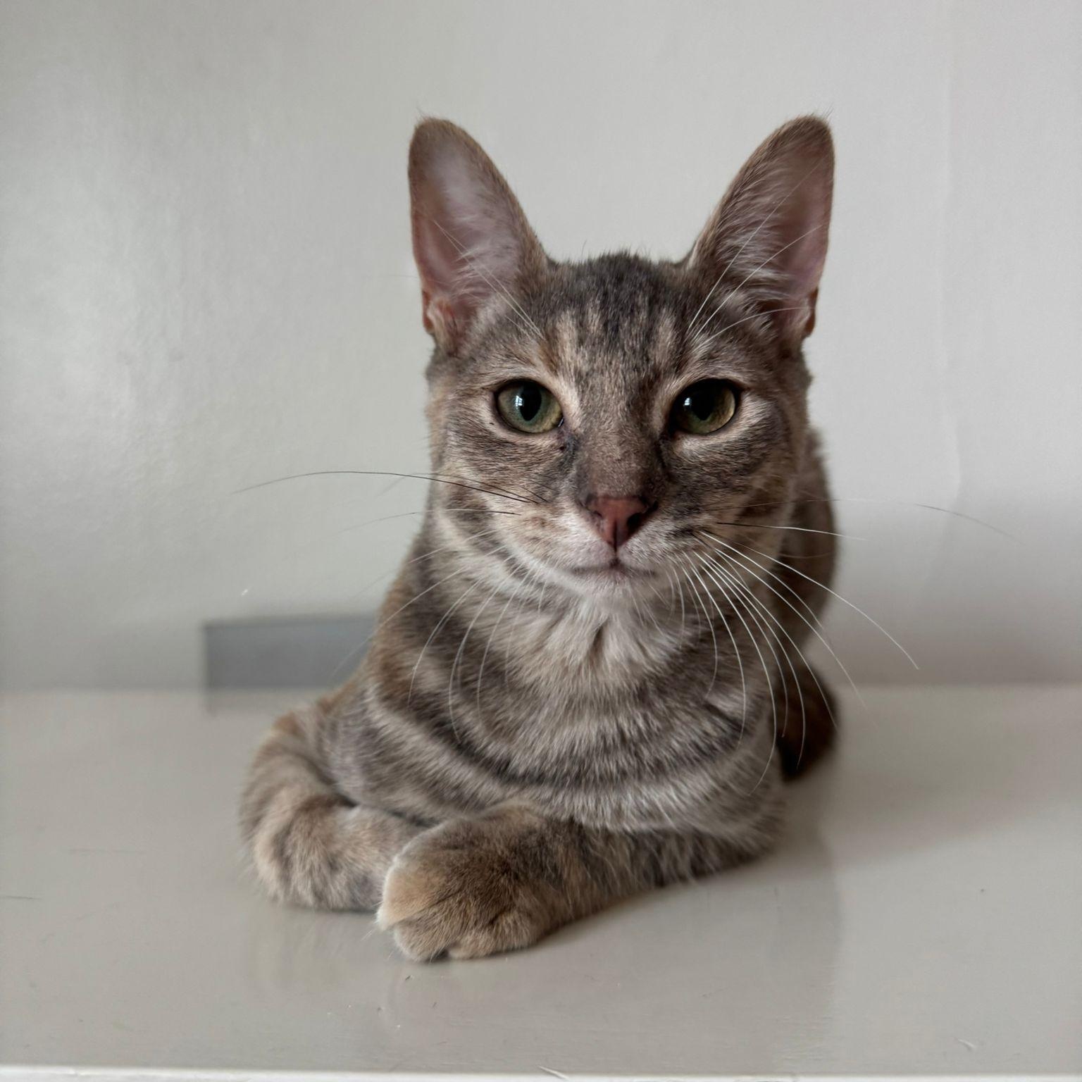 Dahlia, Adopted, Young Female Domestic Short Hair.