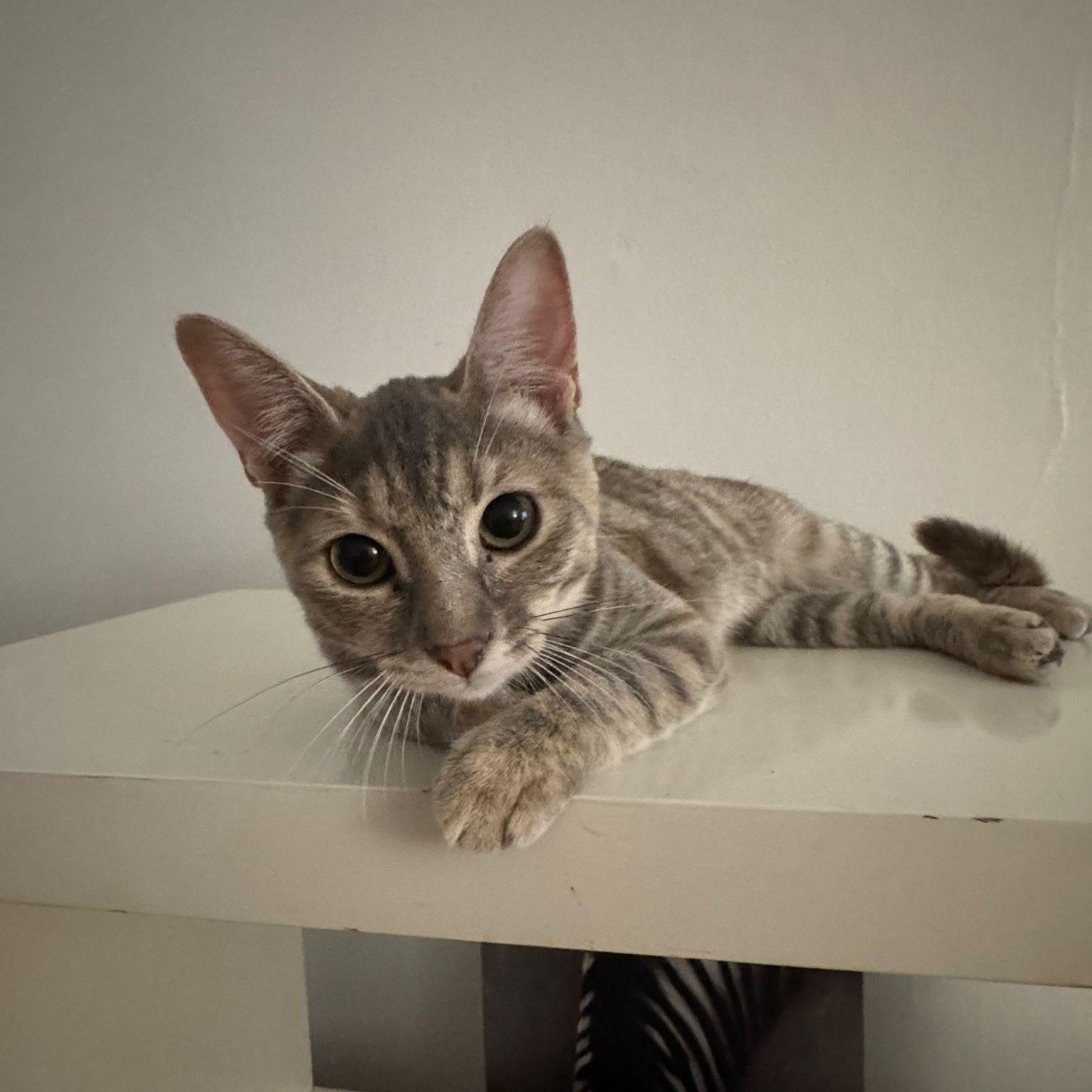 Enlarge Dahlia, a Adopted Domestic Short Hair in Astoria, NY image 3/6