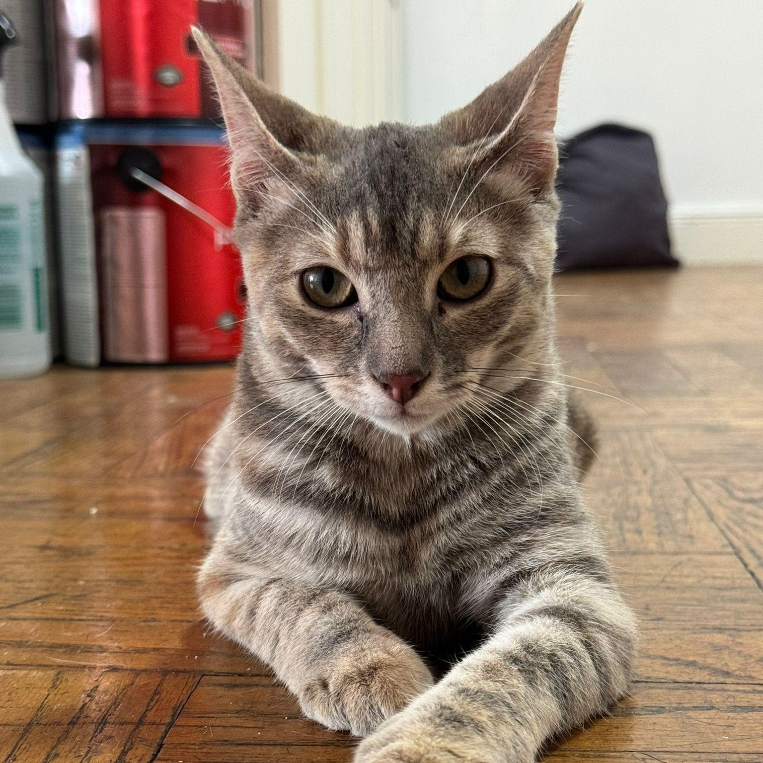 Enlarge Dahlia, a Adopted Domestic Short Hair in Astoria, NY image 4/6