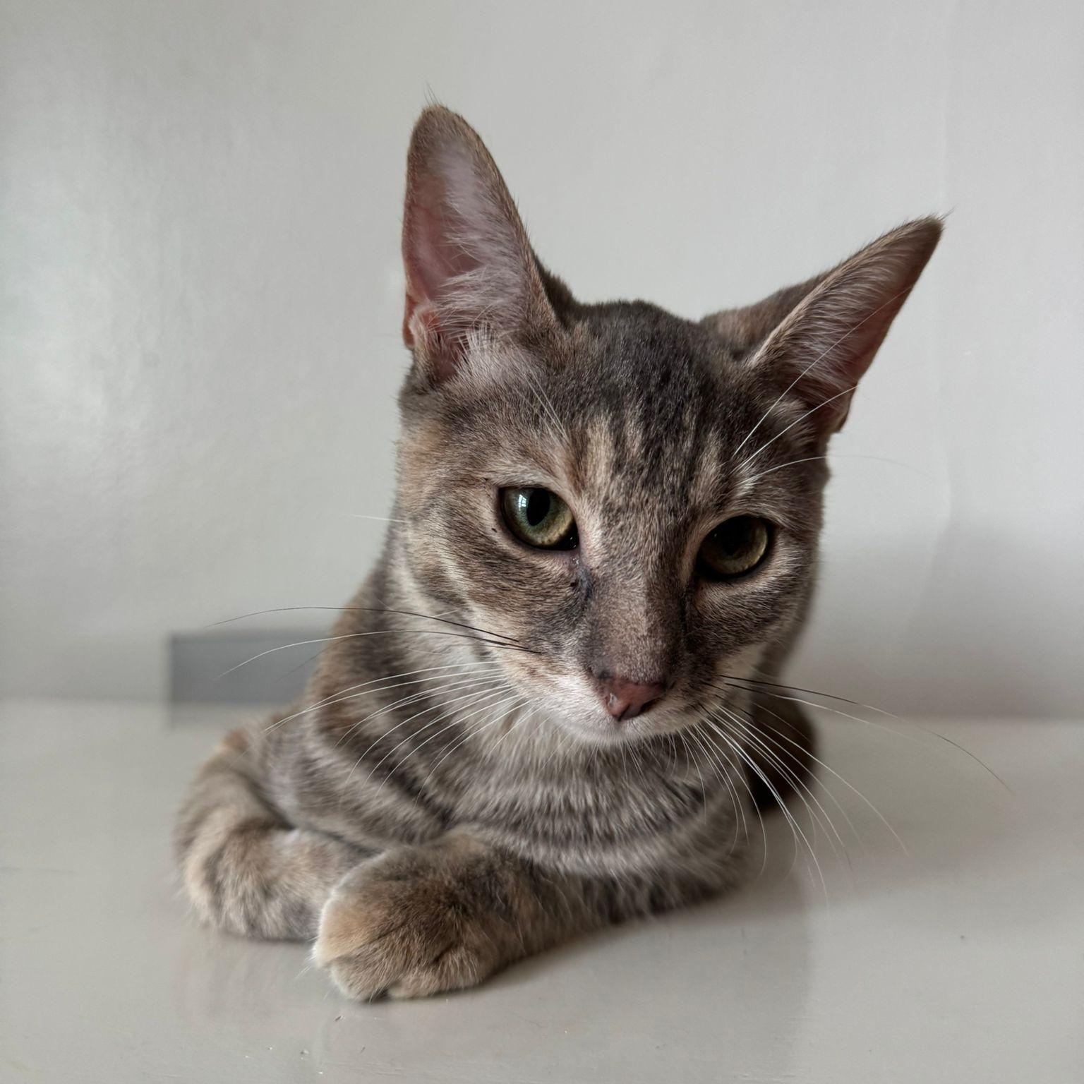 Enlarge Dahlia, a Adopted Domestic Short Hair in Astoria, NY image 5/6