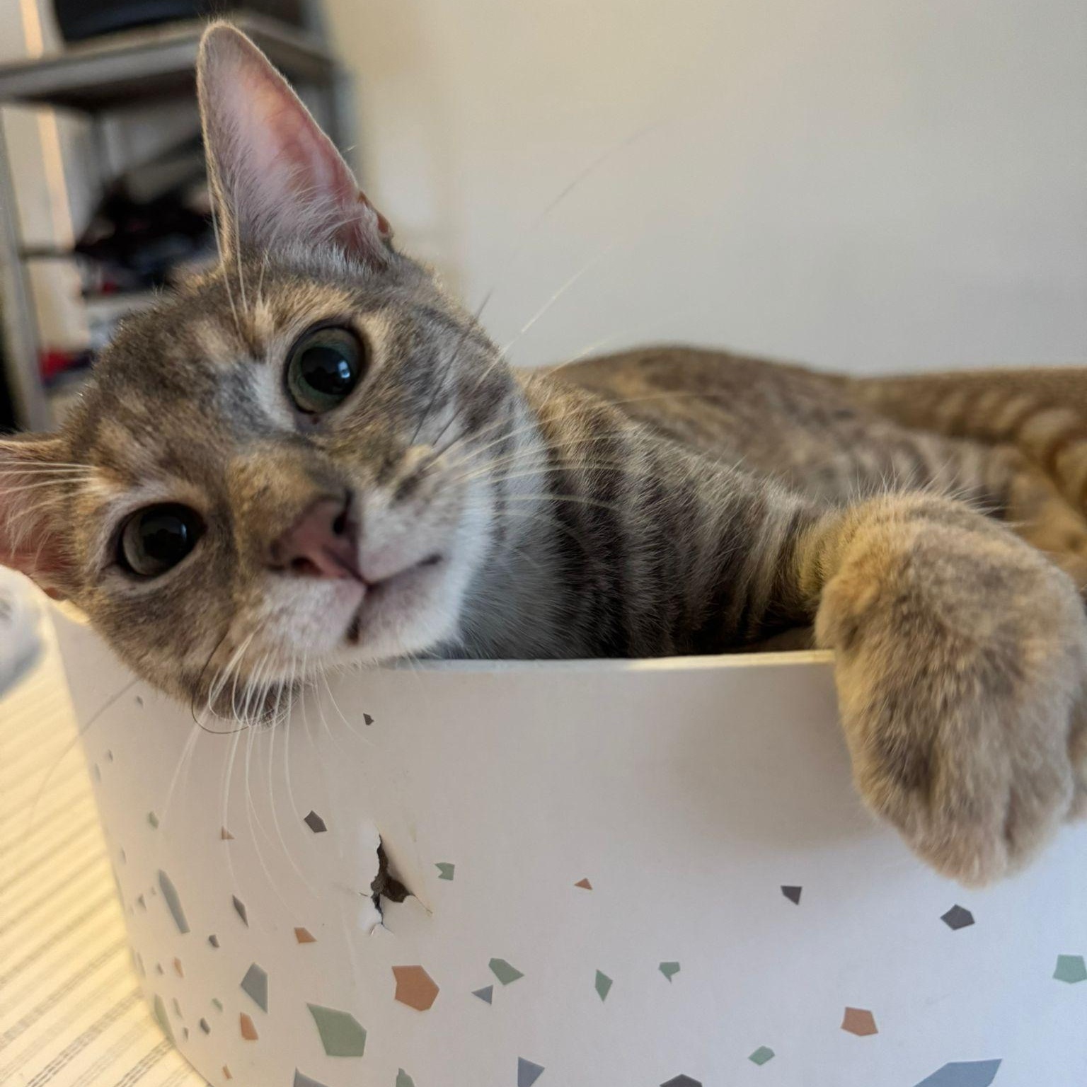 Enlarge Dahlia, a Adopted Domestic Short Hair in Astoria, NY image 2/6