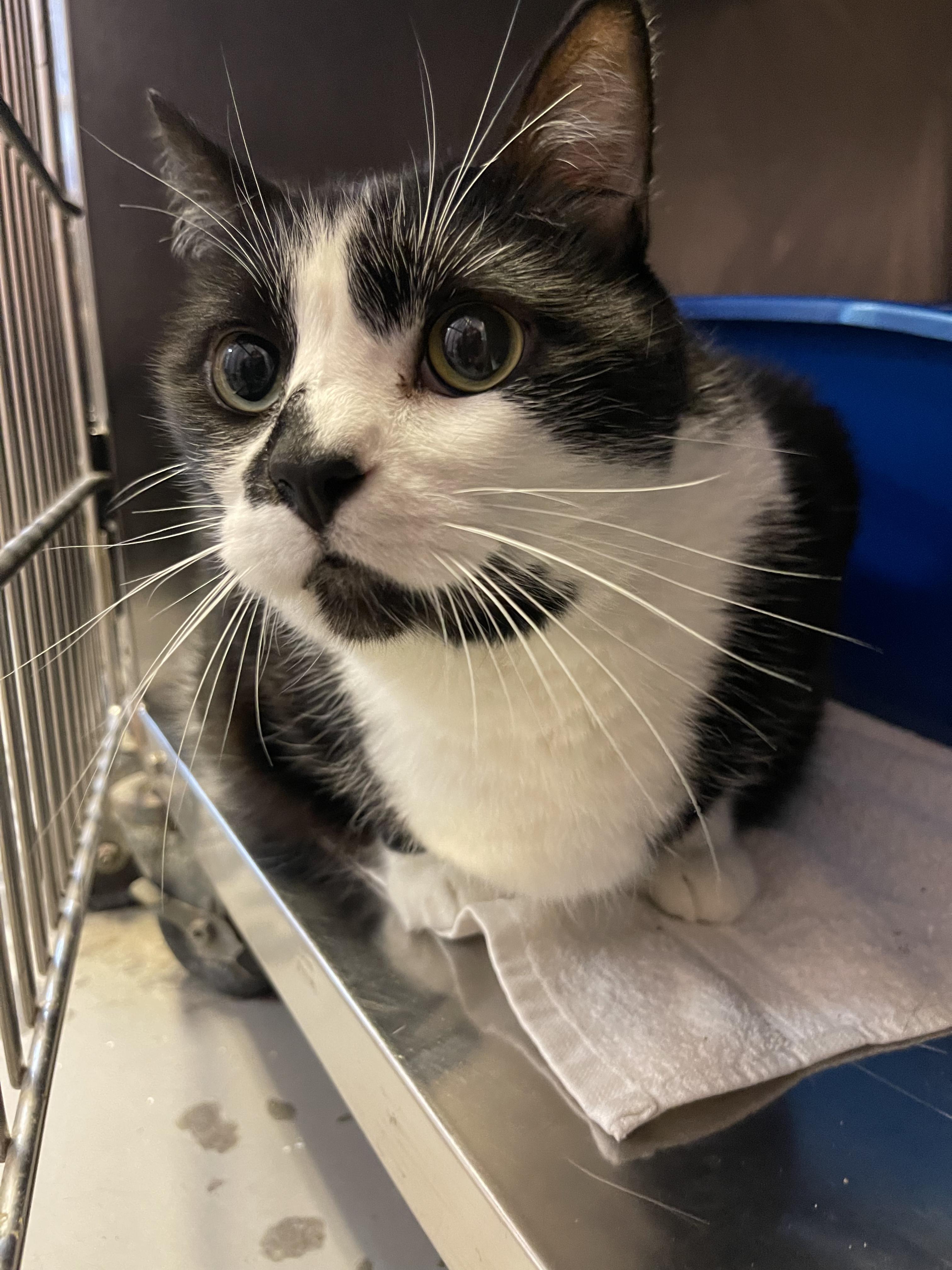 Enlarge Milton, a Adoptable Domestic Short Hair in Mobile, AL image 1/1