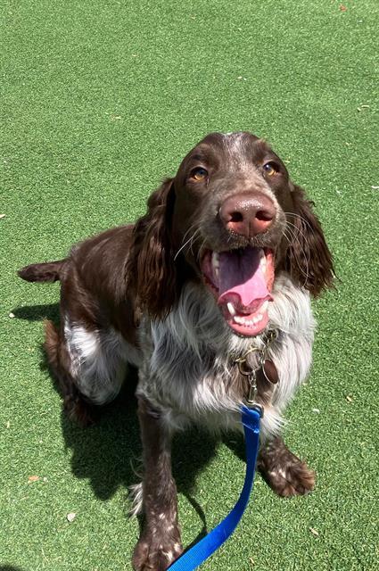 MALCOM, Adoptable, Adult Male Portuguese Water Dog.