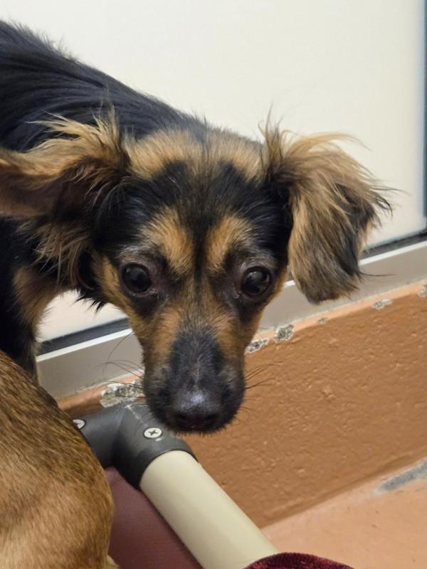Amita, Adoptable, Young Female Chihuahua.