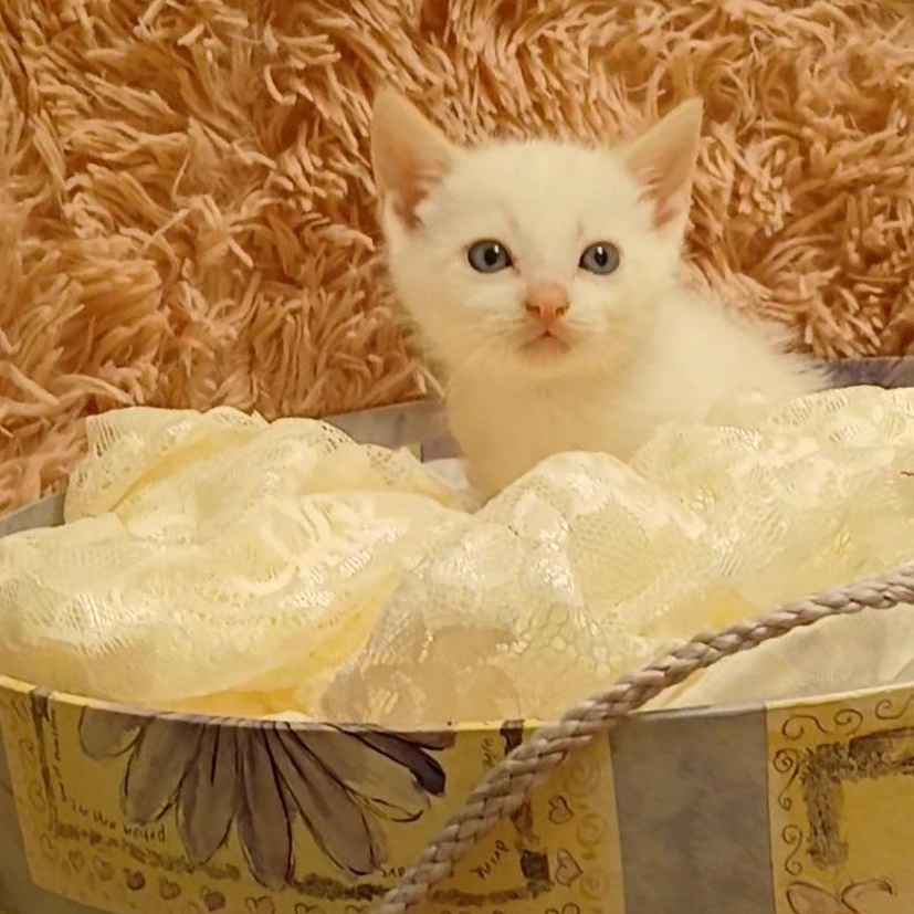 Flamers, adopted, Kitten Male Siamese.