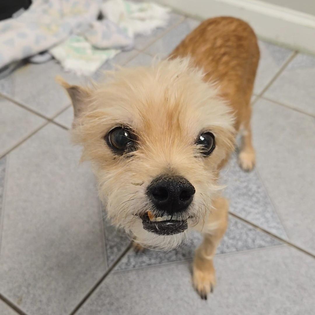 Enlarge Charles, a ADOPTABLE mixed breed in Normal, IL image 5/6