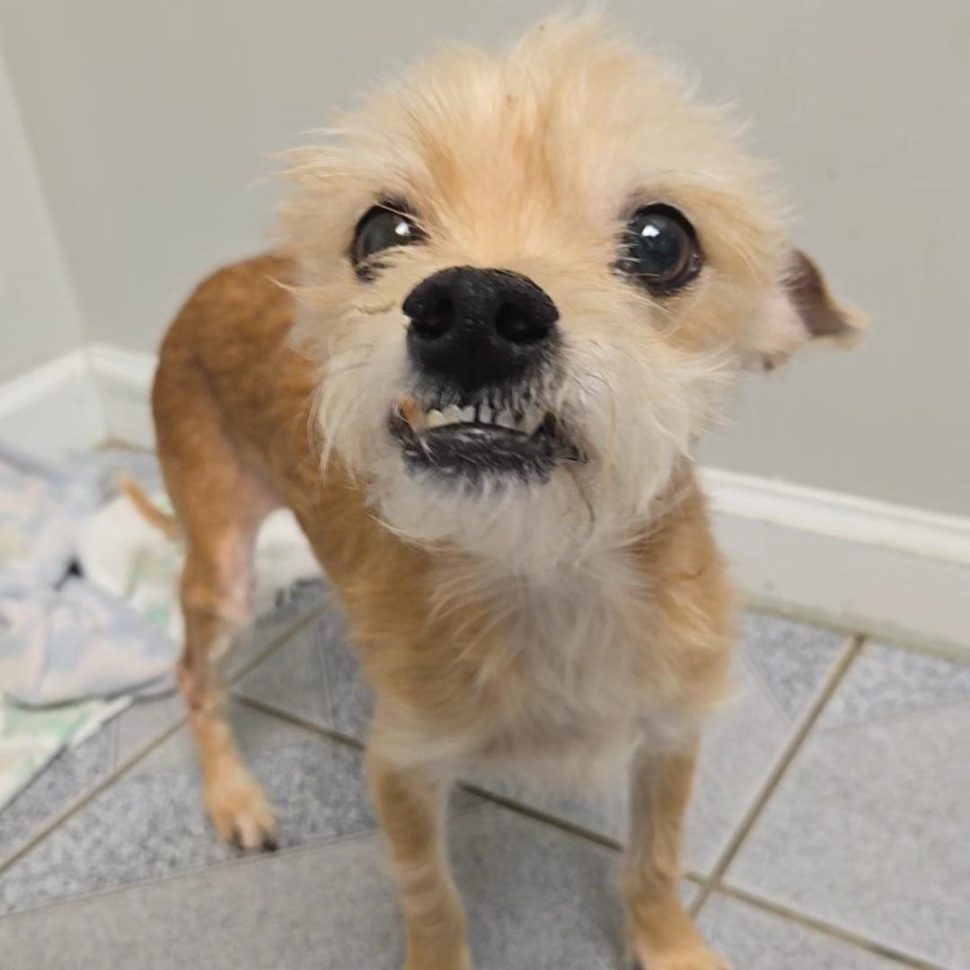 Enlarge Charles, a ADOPTABLE mixed breed in Normal, IL image 4/6