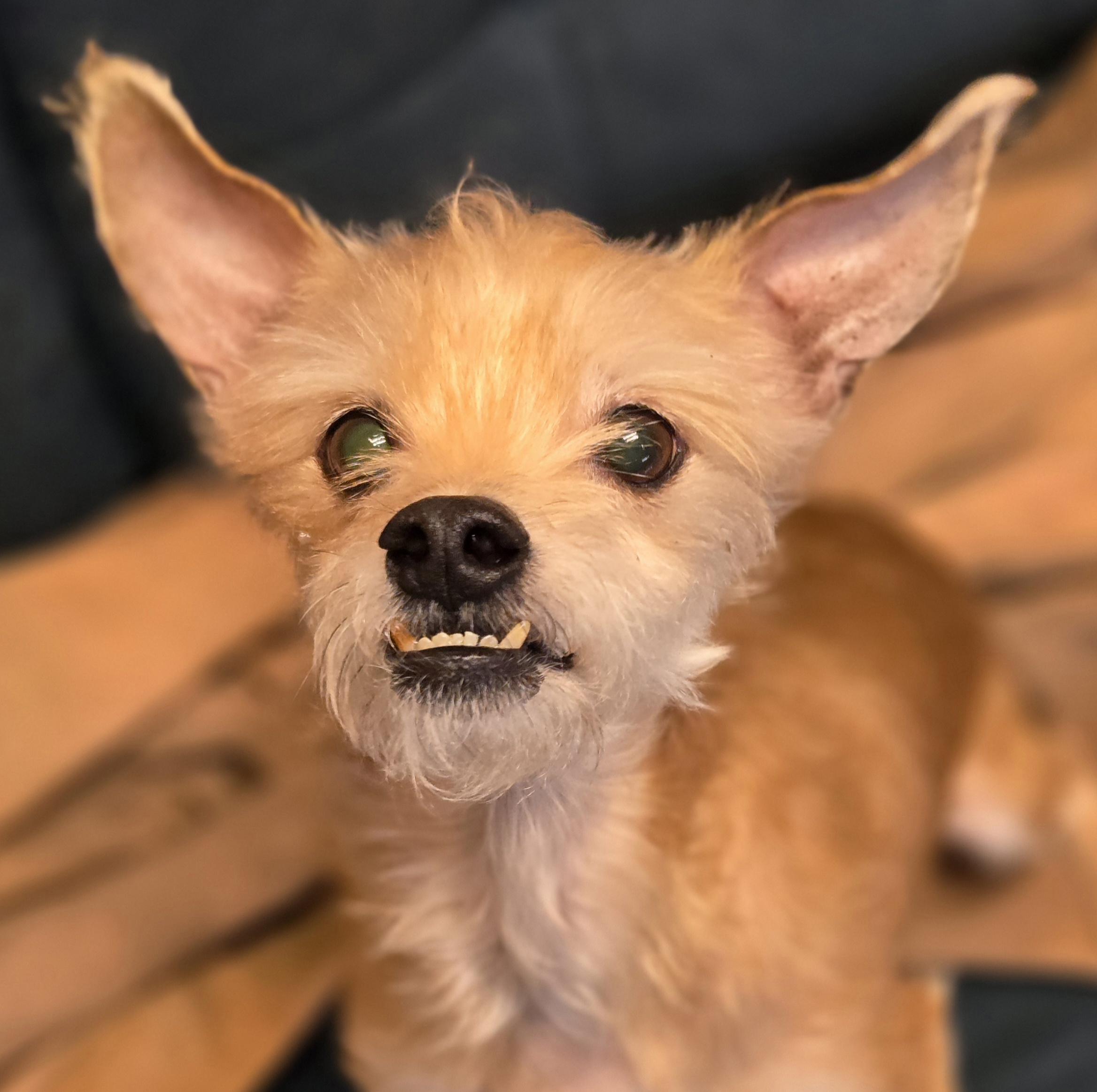 Charles, ADOPTABLE, Adult Male Chihuahua.