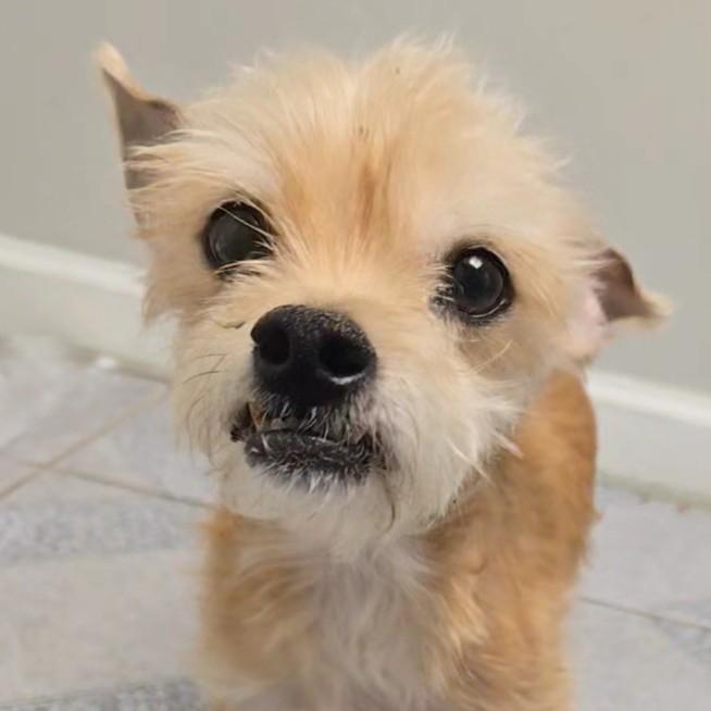 Enlarge Charles, a ADOPTABLE mixed breed in Normal, IL image 2/6