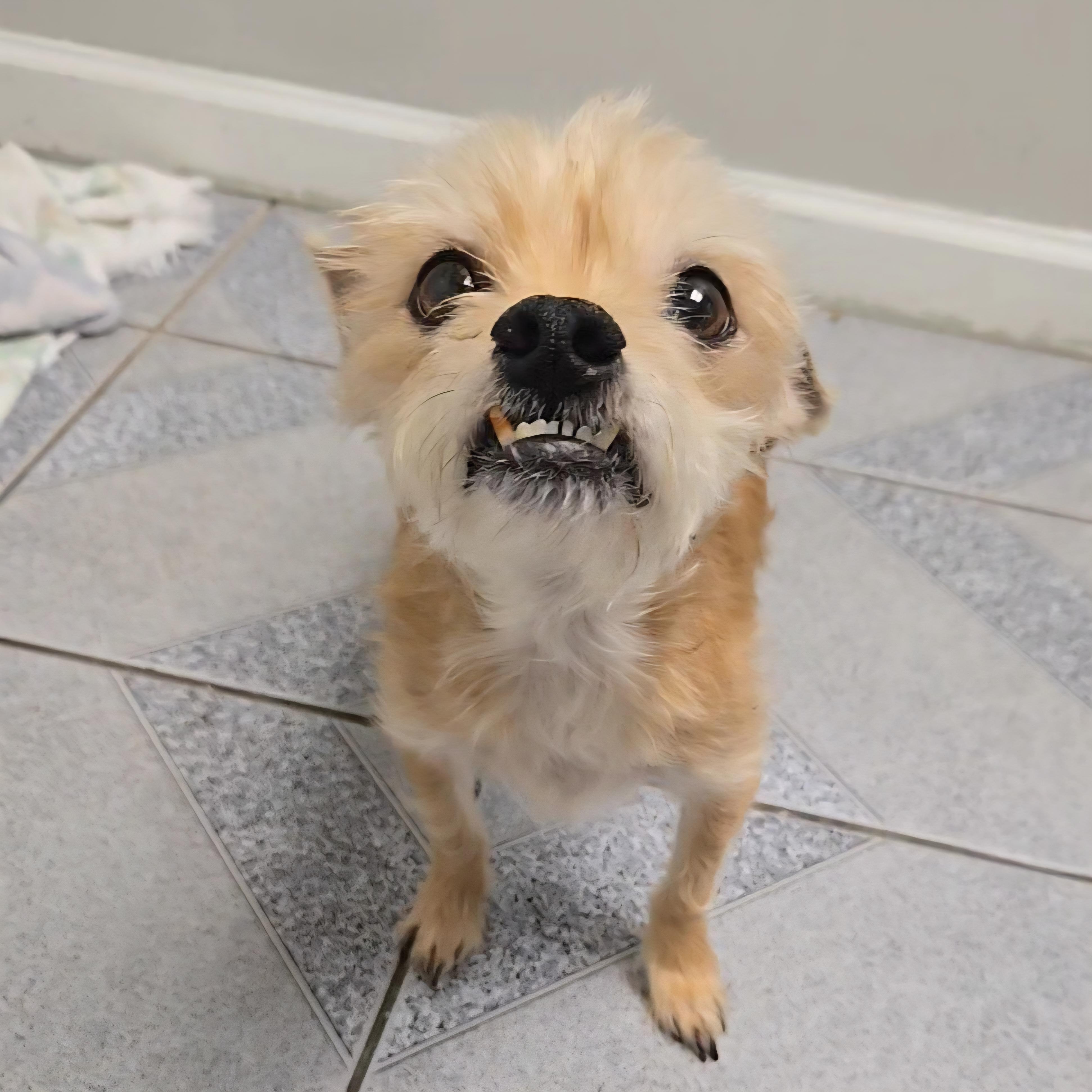 Enlarge Charles, a ADOPTABLE mixed breed in Normal, IL image 3/6