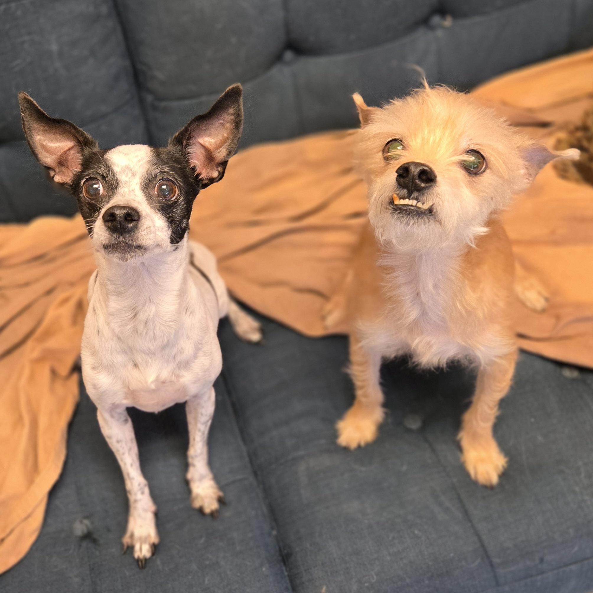 Enlarge Charles, a ADOPTABLE mixed breed in Normal, IL image 6/6