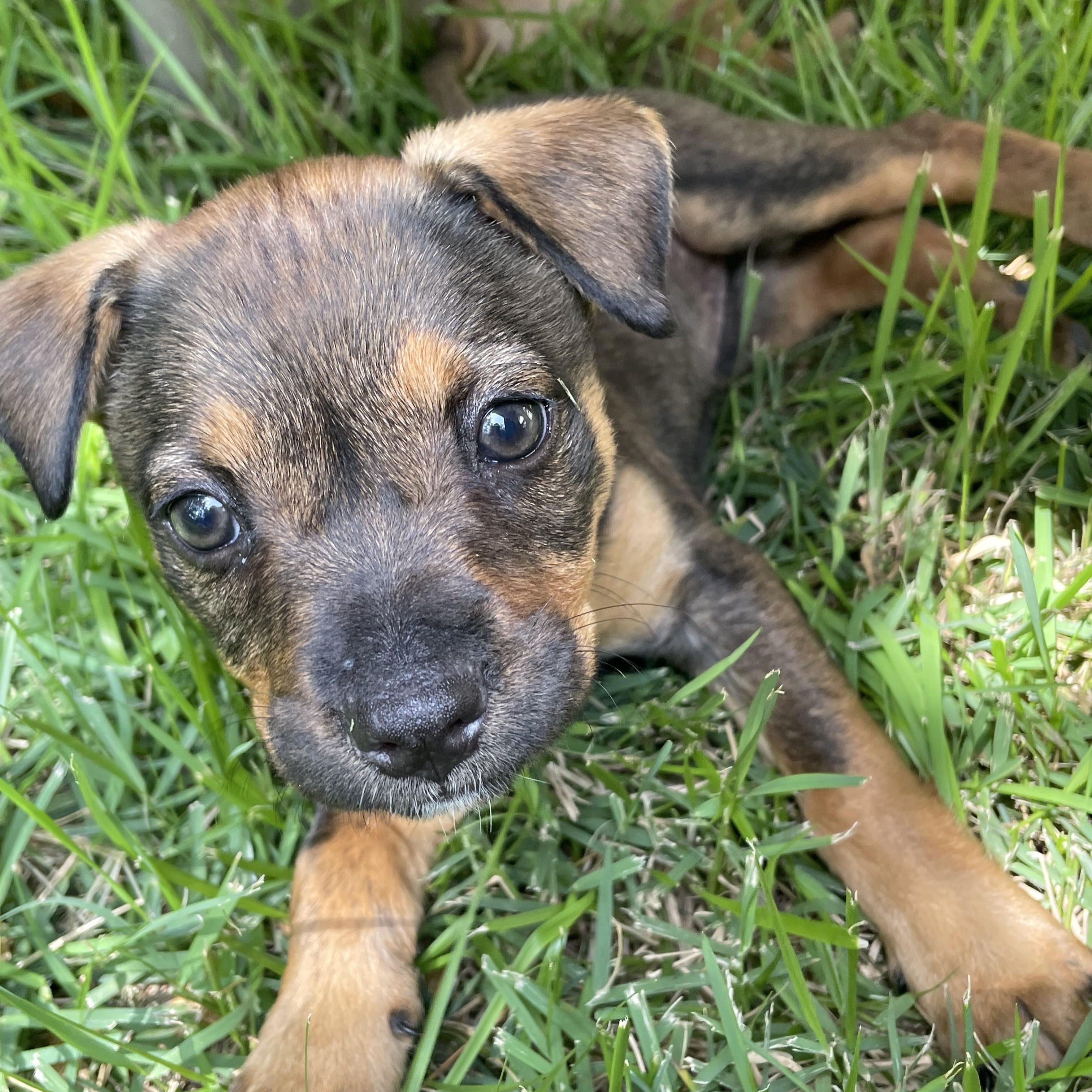 Remy photo 2