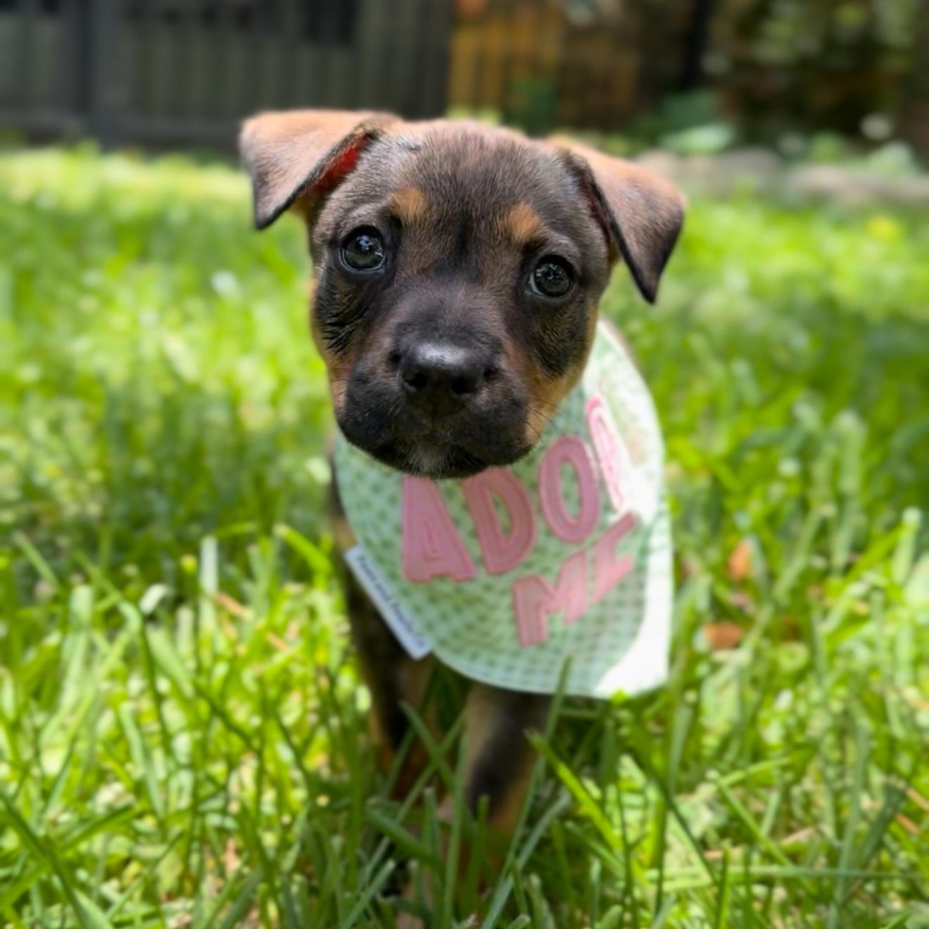 Remy photo 1
