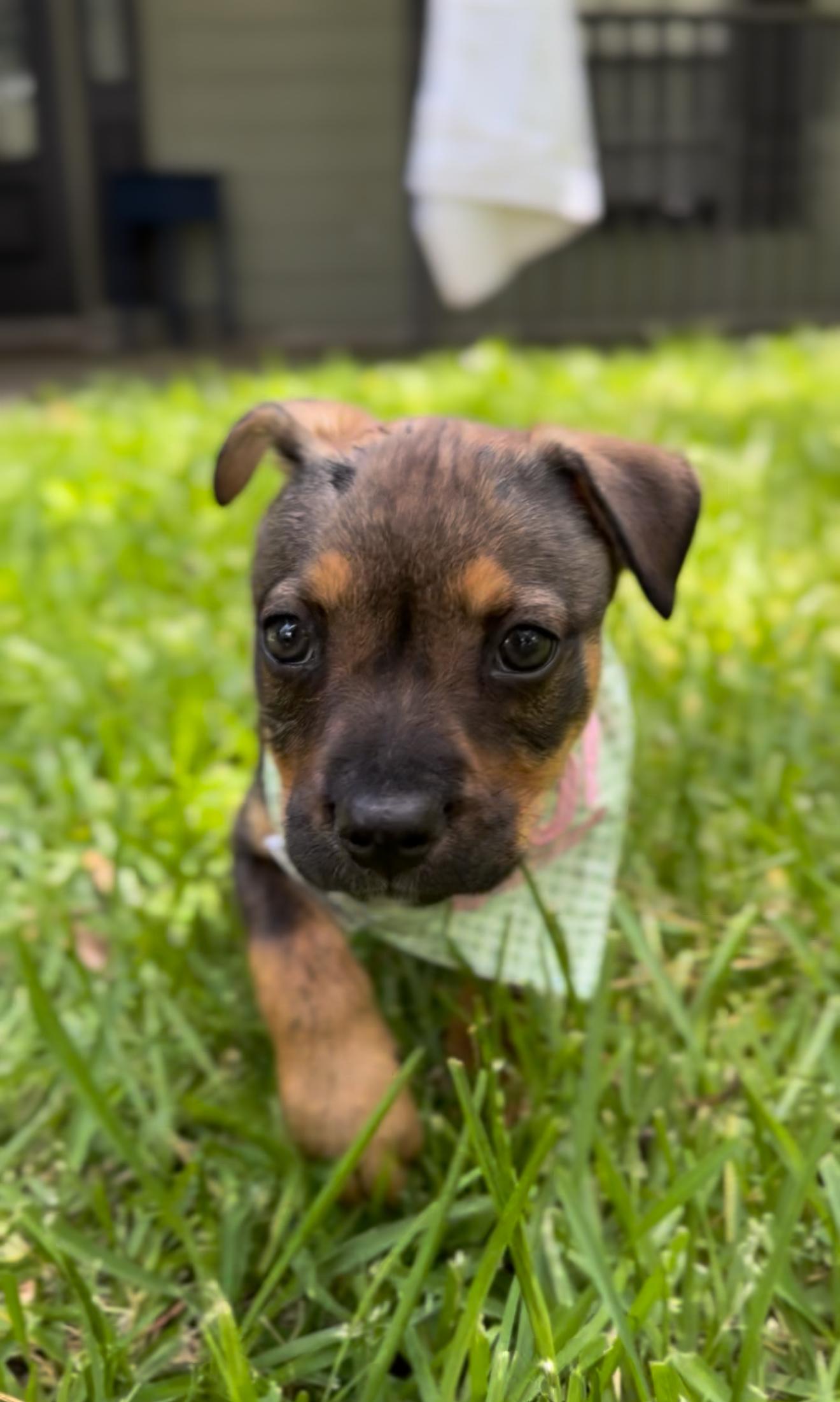 Remy photo 5