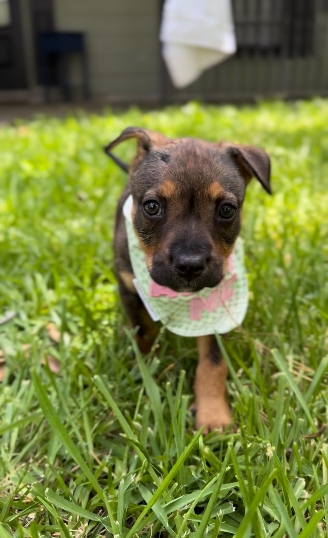 Remy photo 4