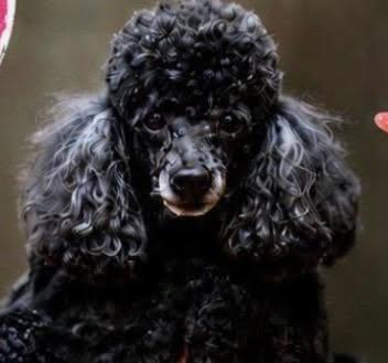 Enlarge Carly, a ADOPTABLE Miniature Poodle in Williamsburg, VA image 4/6