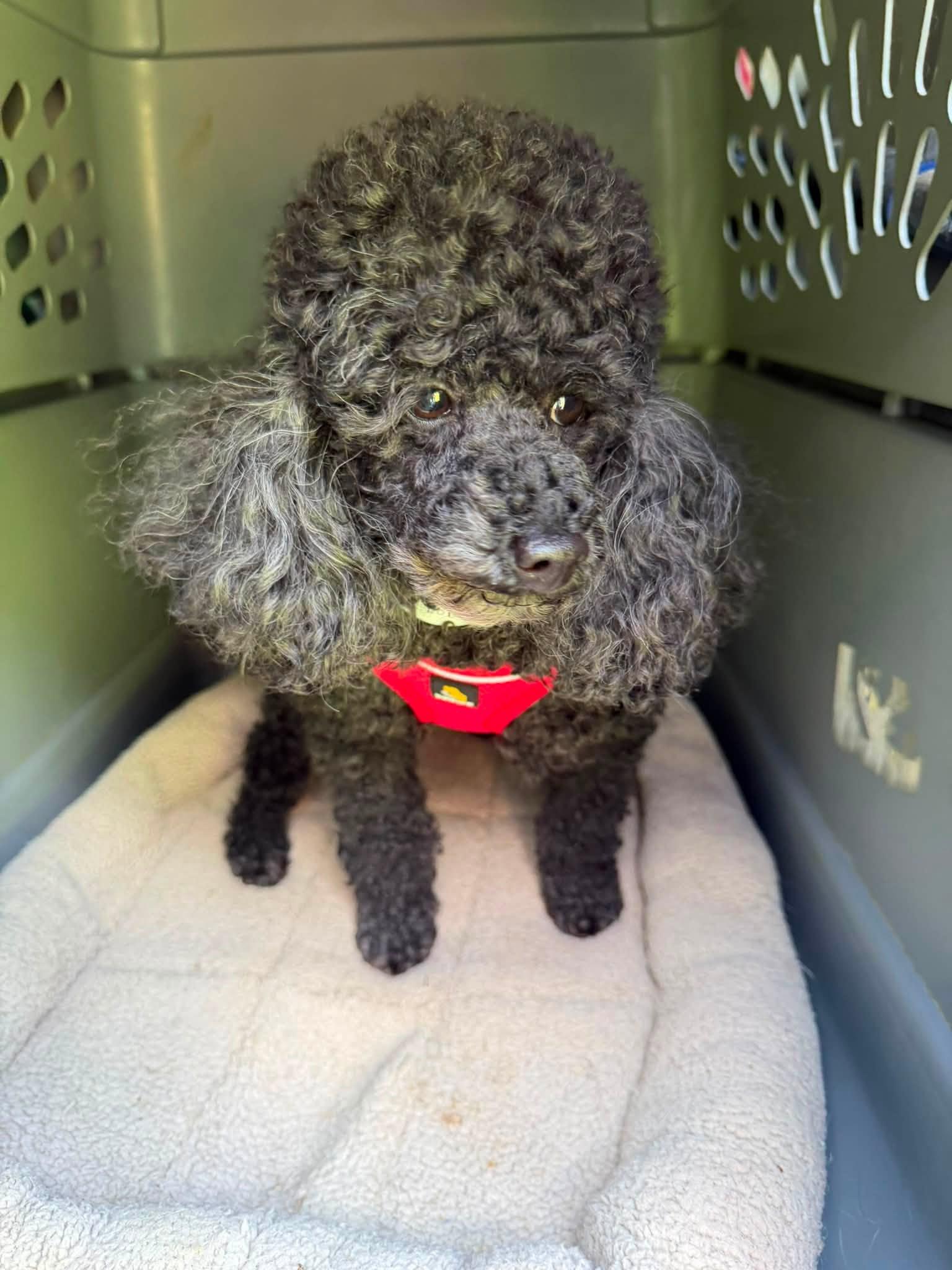 Enlarge Carly, a ADOPTABLE Miniature Poodle in Williamsburg, VA image 3/6