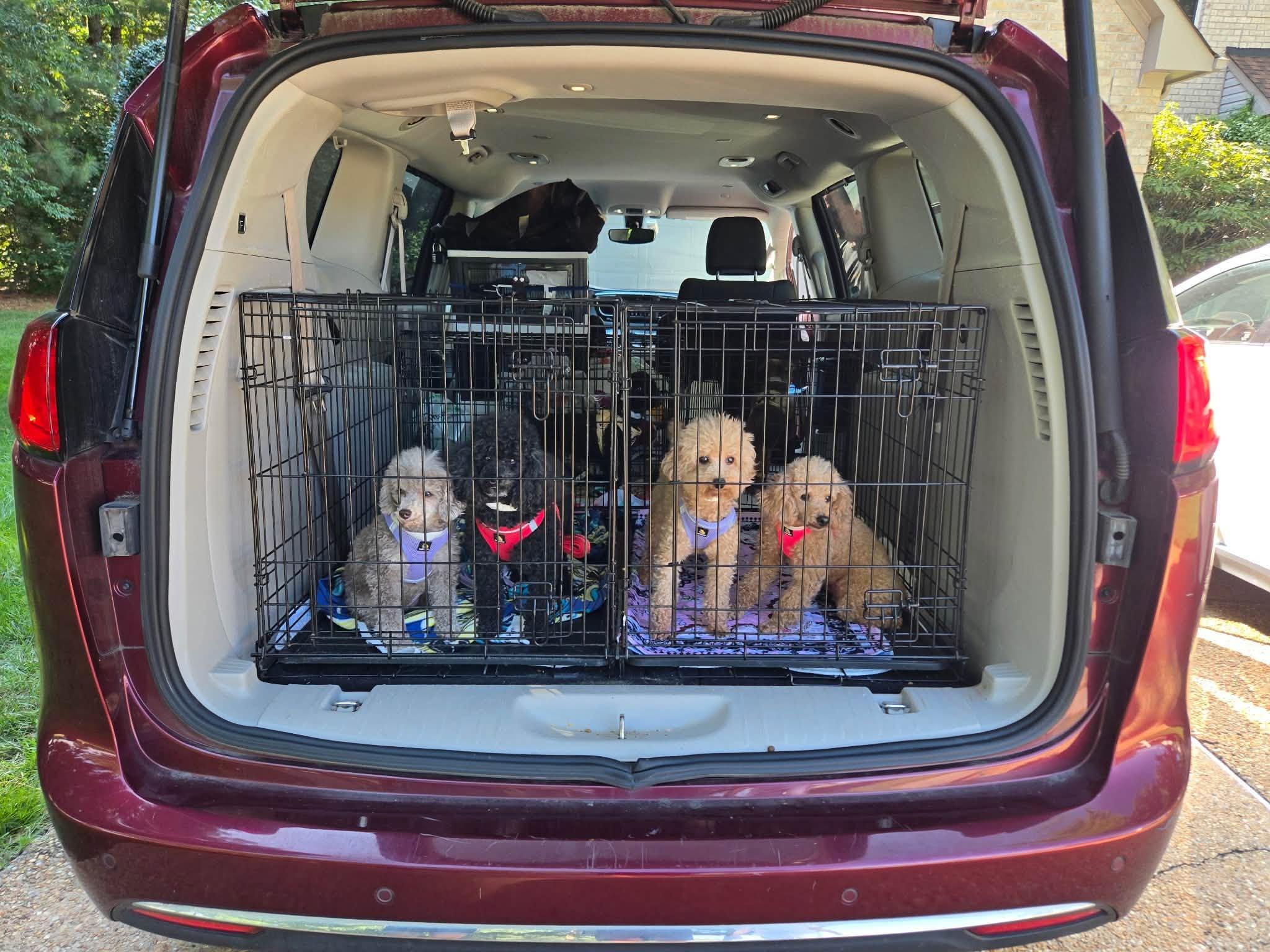 Enlarge Carly, a ADOPTABLE Miniature Poodle in Williamsburg, VA image 6/6