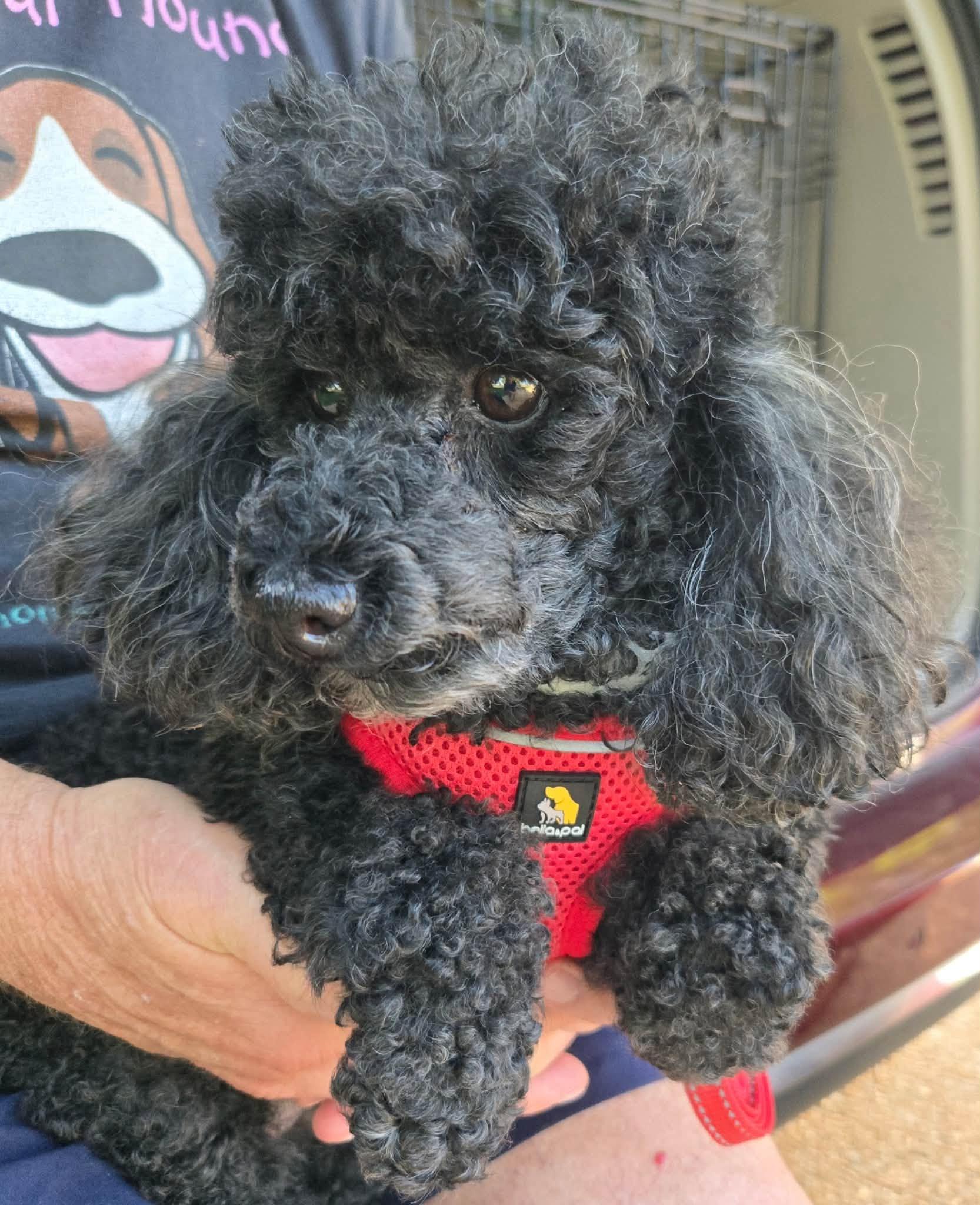 Enlarge Carly, a ADOPTABLE Miniature Poodle in Williamsburg, VA image 1/6