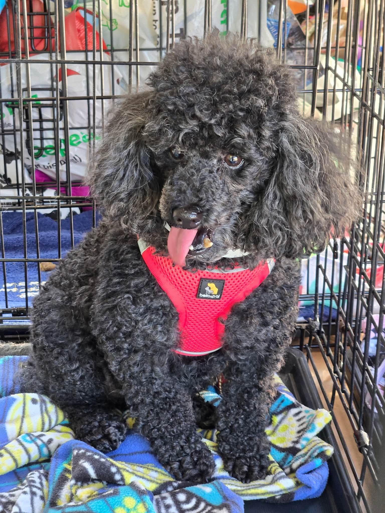 Enlarge Carly, a ADOPTABLE Miniature Poodle in Williamsburg, VA image 5/6