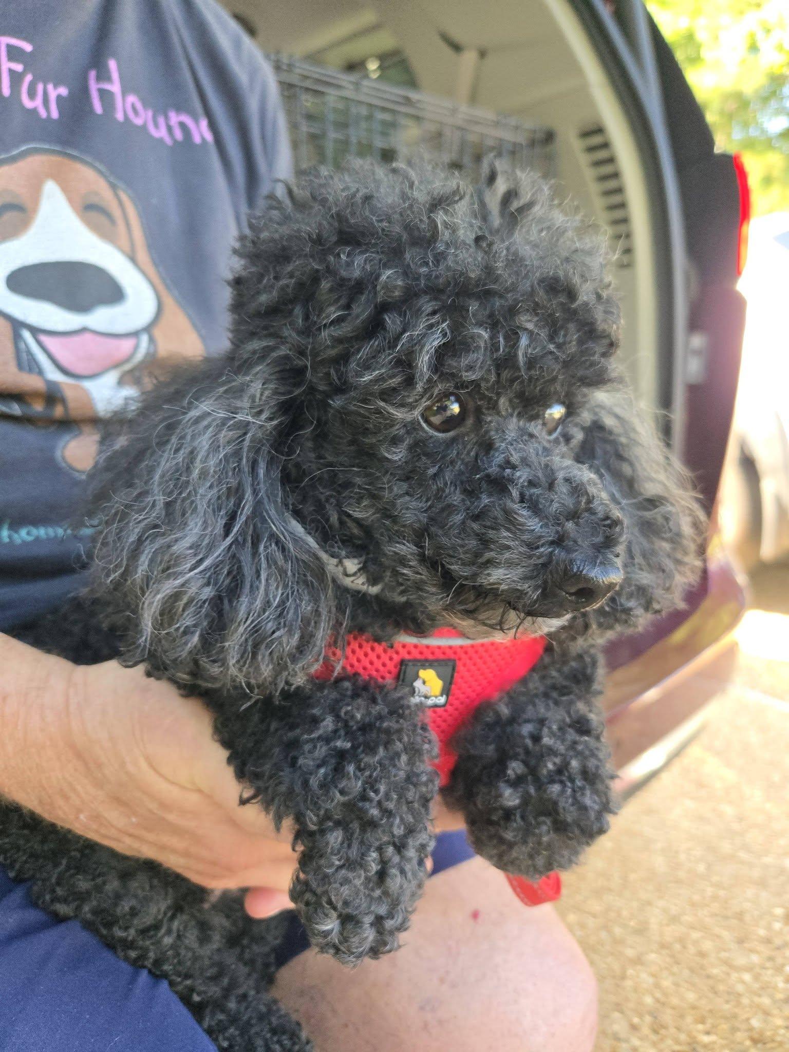 Enlarge Carly, a ADOPTABLE Miniature Poodle in Williamsburg, VA image 2/6