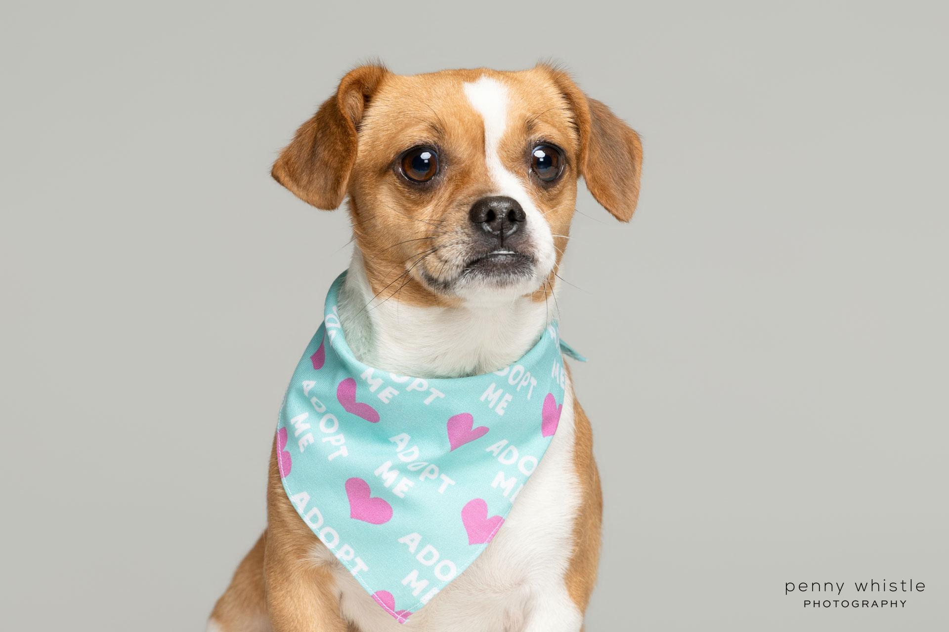Sweetie Pie, a Adoptable Puggle in Coppell, TX image 2/3