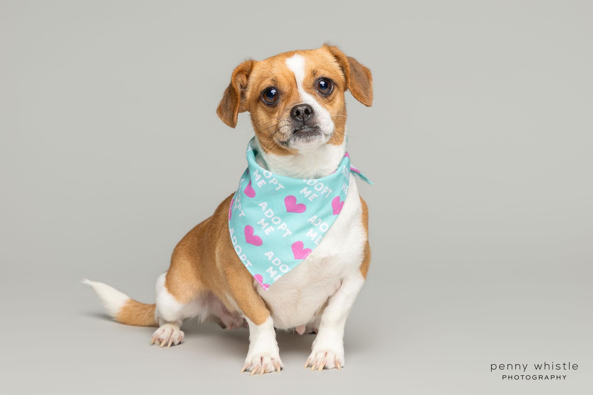 Sweetie Pie, Adoptable, Young Female Puggle.