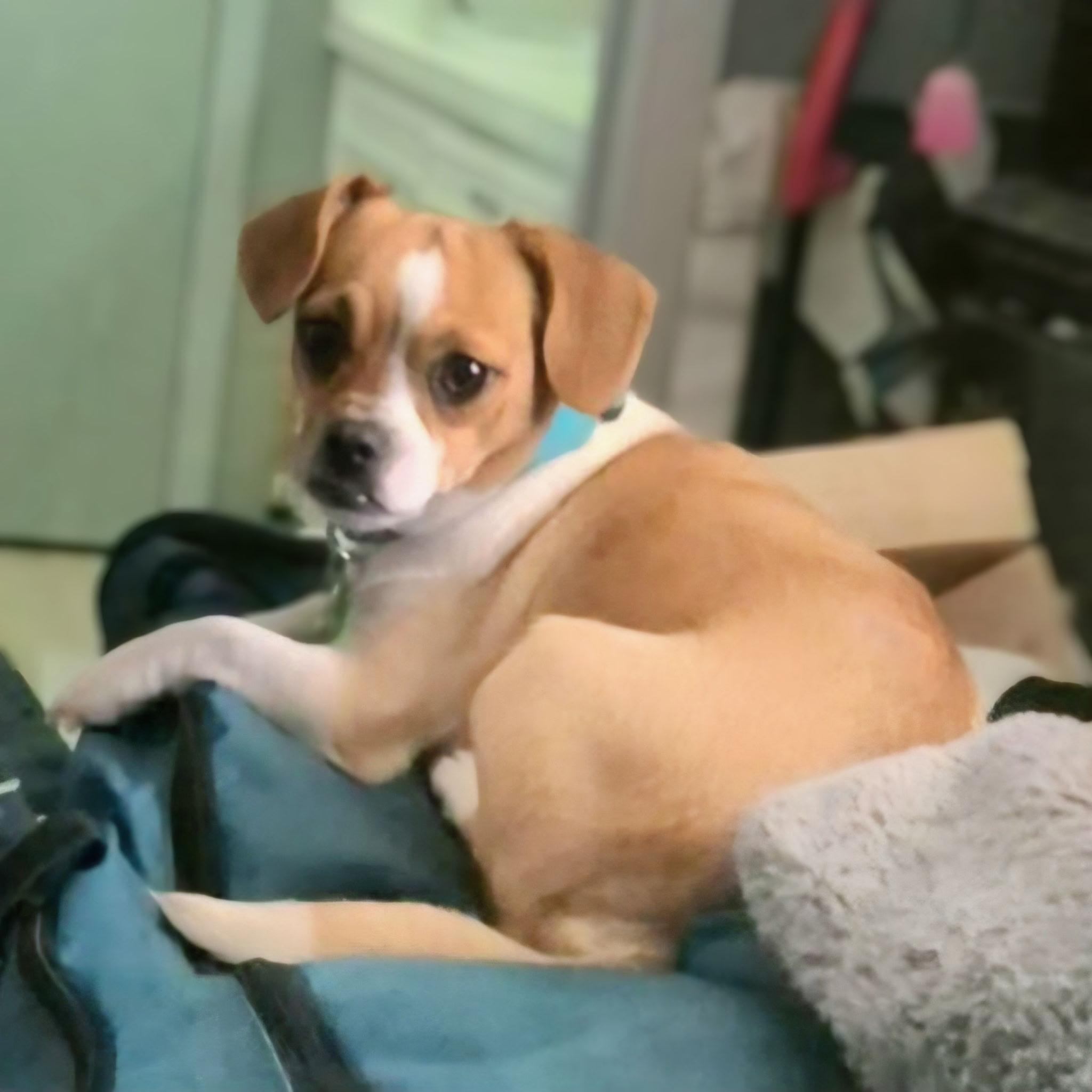 Sweetie Pie, a Adoptable Puggle in Coppell, TX image 3/3