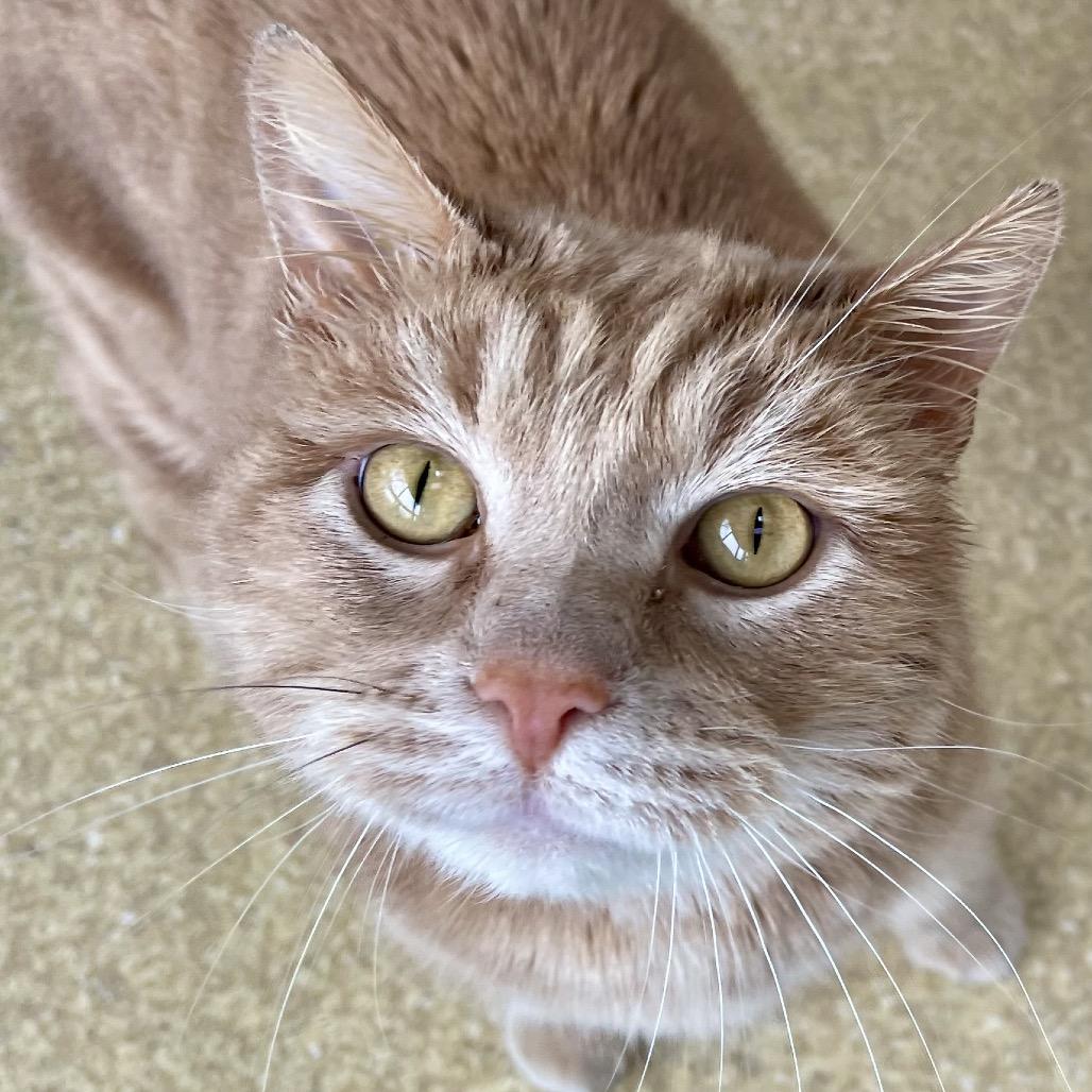 Macaroni — thumbnail 2