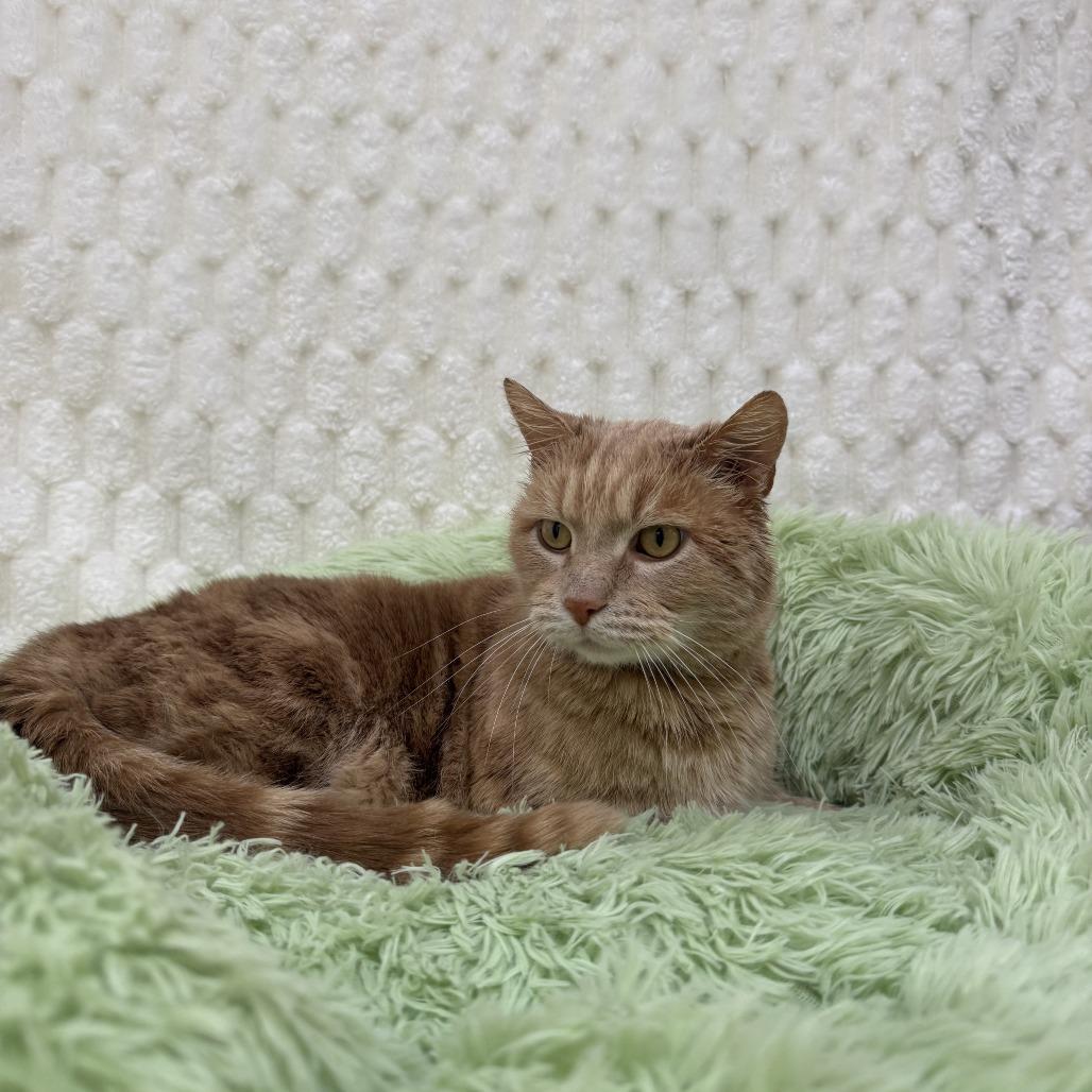 Macaroni — thumbnail 3