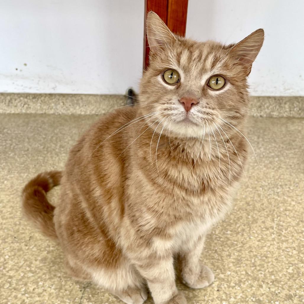 Macaroni — thumbnail 4