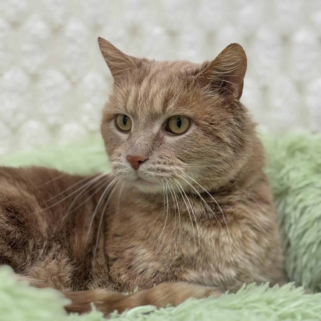 Macaroni — thumbnail 5